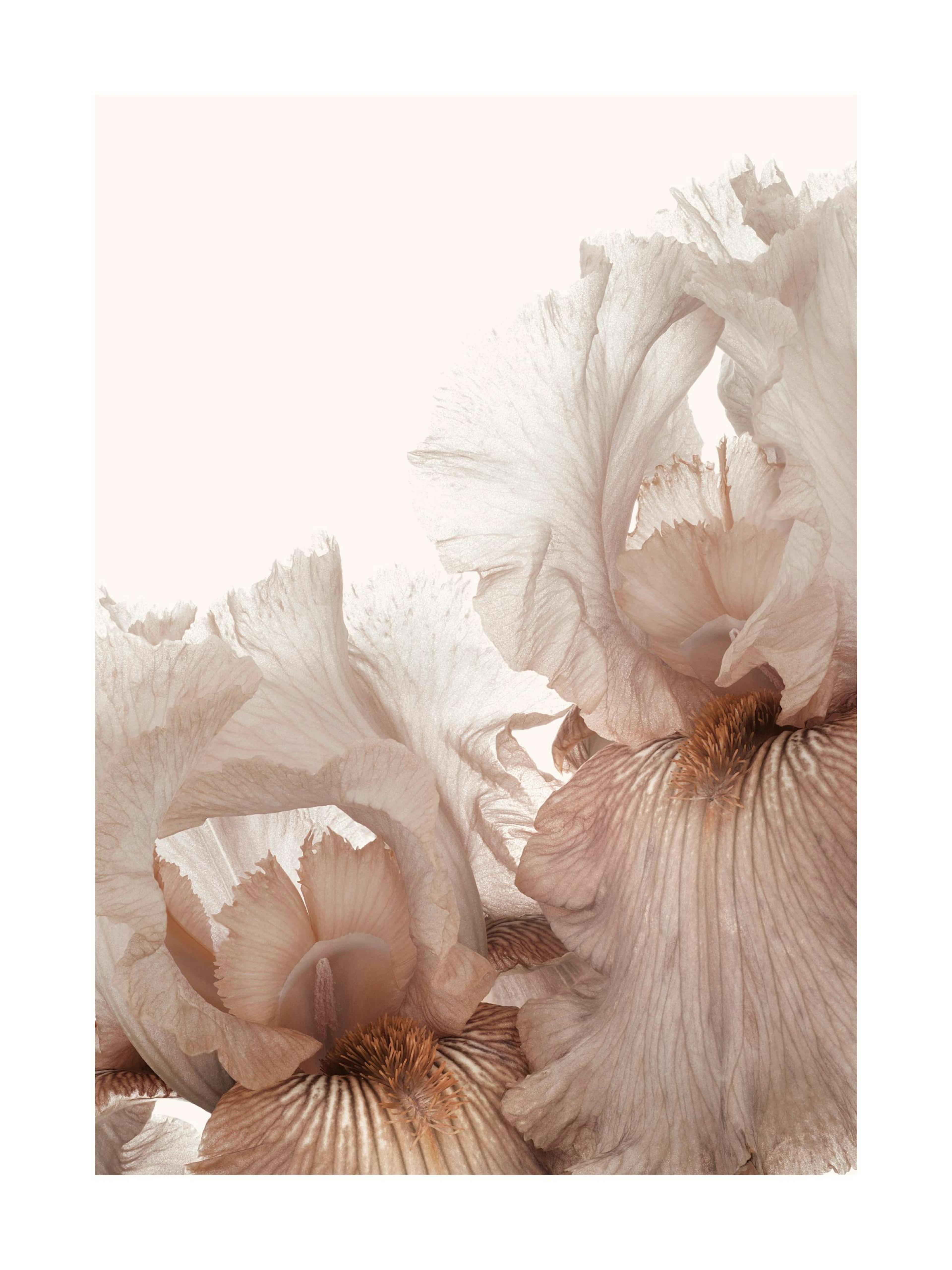 Fleur d'Iris Rose Poster thumbnail