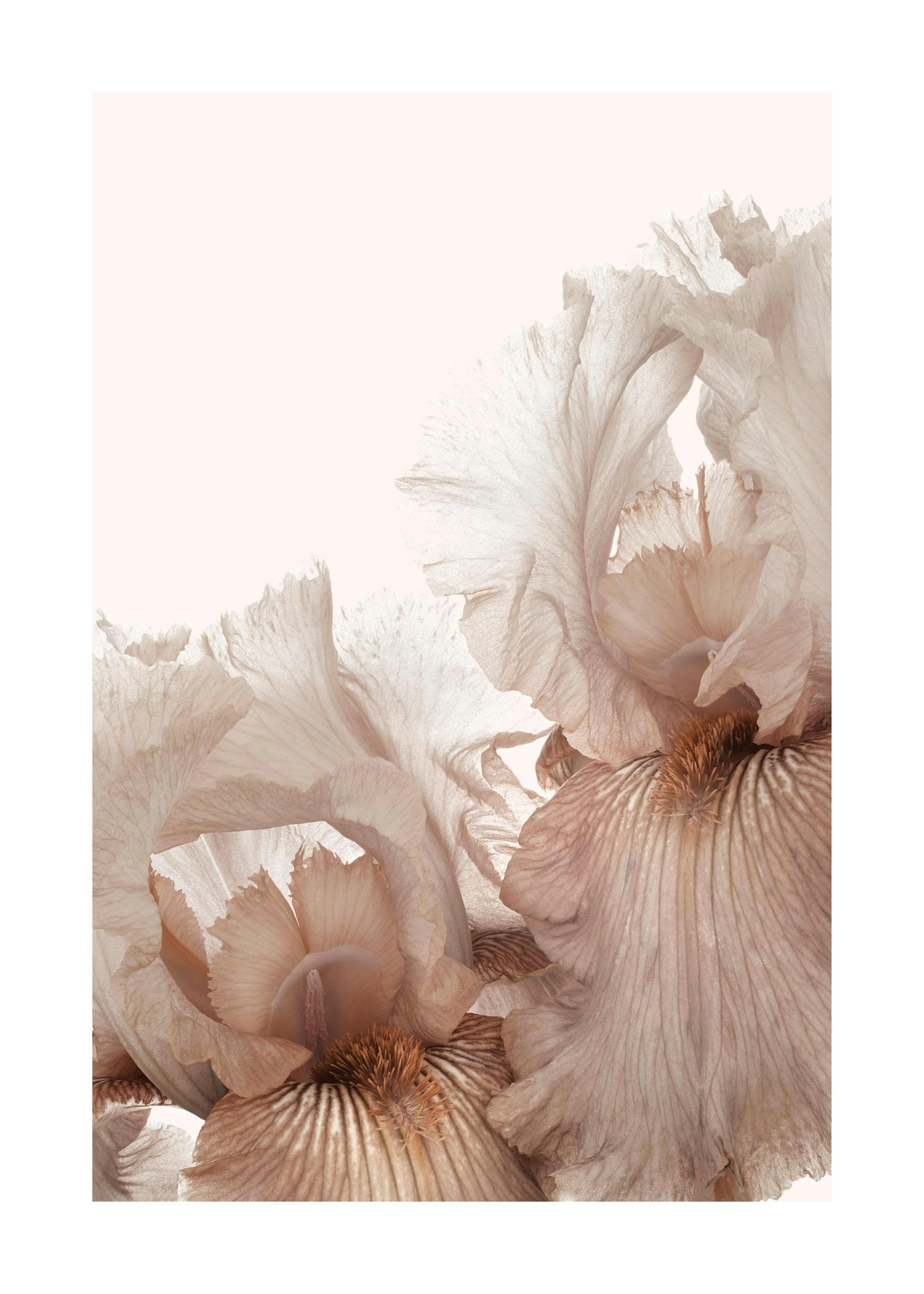 Flor Iris rosada Póster 0