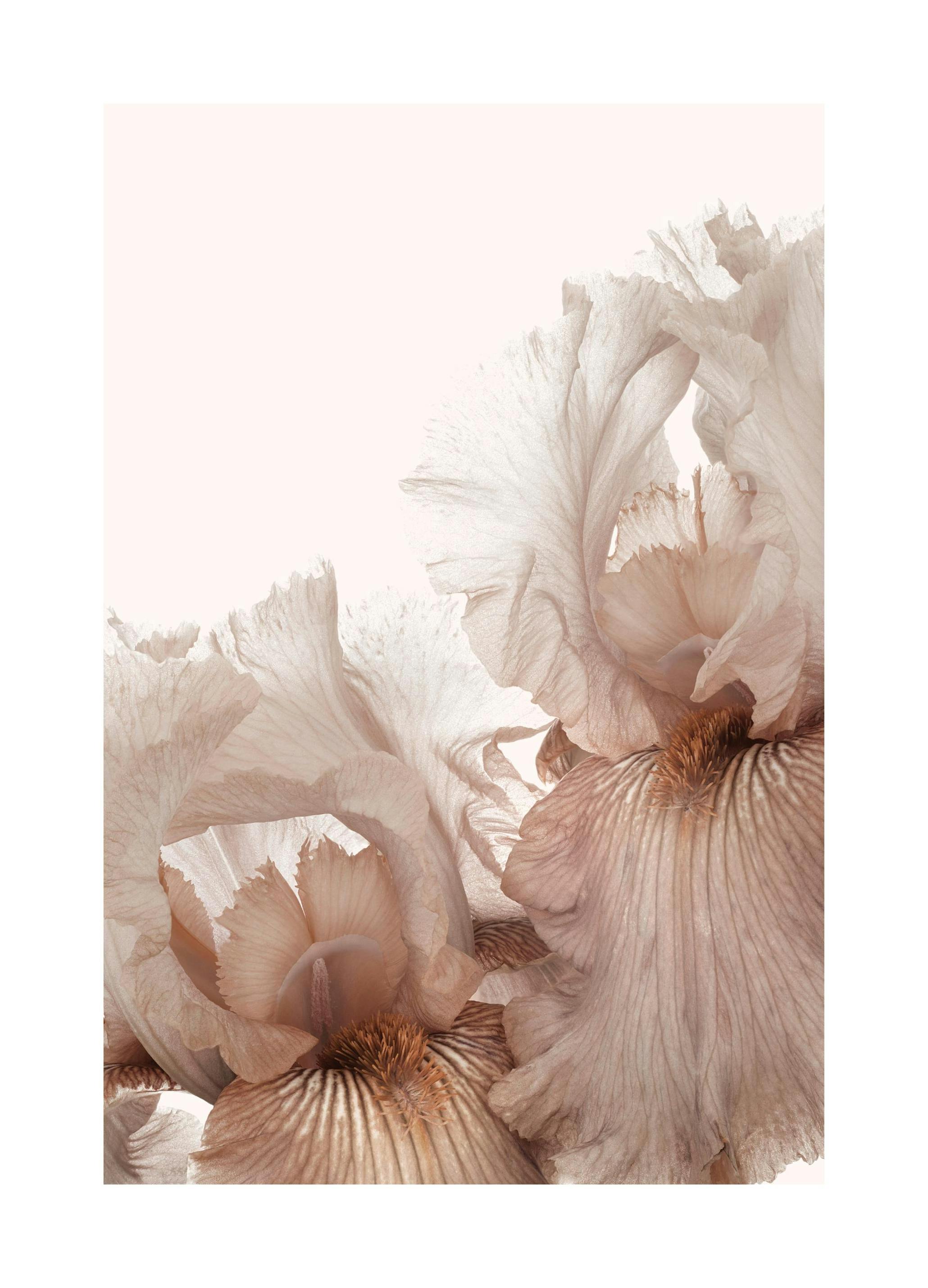 Roze Iris bloem Poster (30x40 cm) - Poster Store