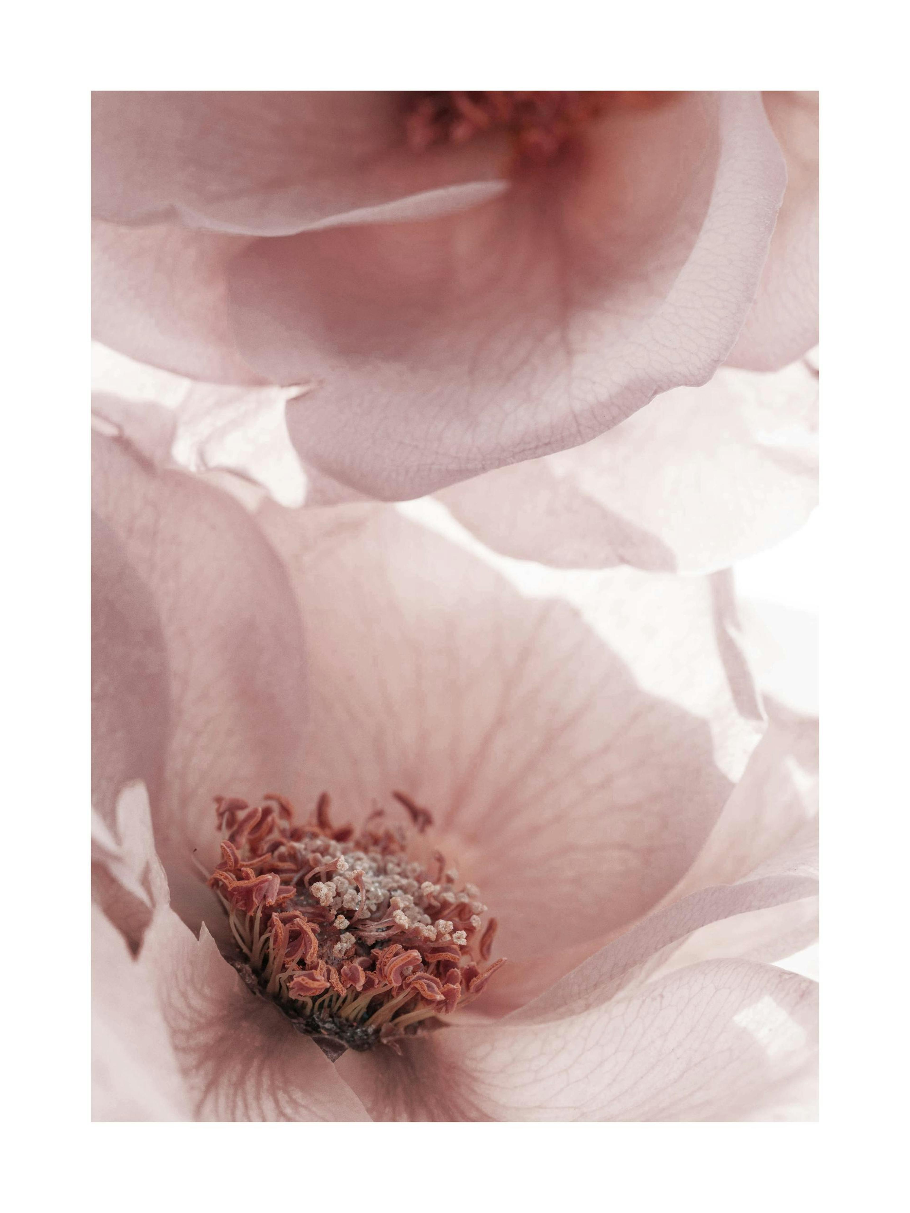 Translucent Roses Poster thumbnail