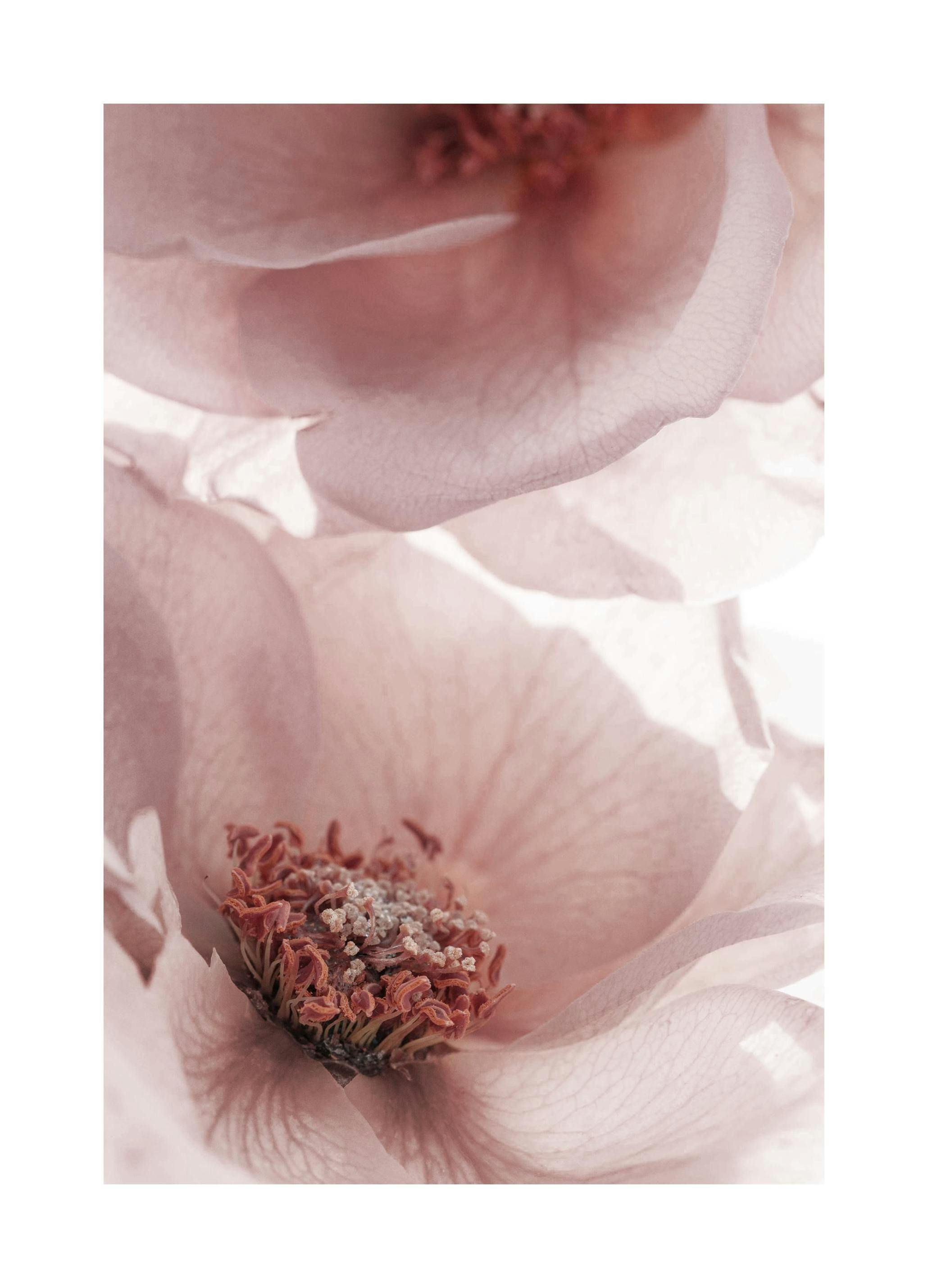 Translucent Roses Poster (30x40 cm) - Poster Store