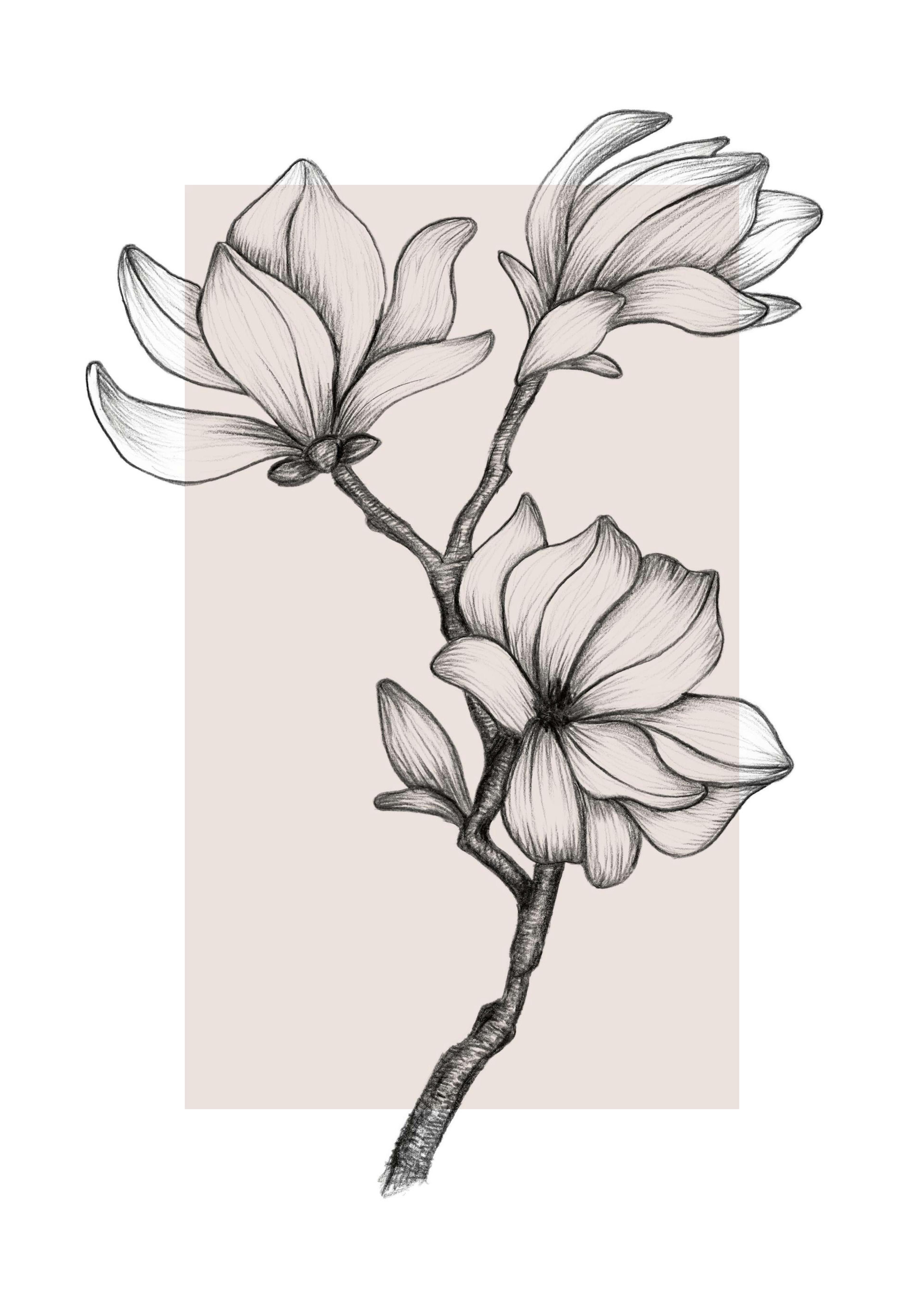 Magnolia Drawing No2 Poster thumbnail