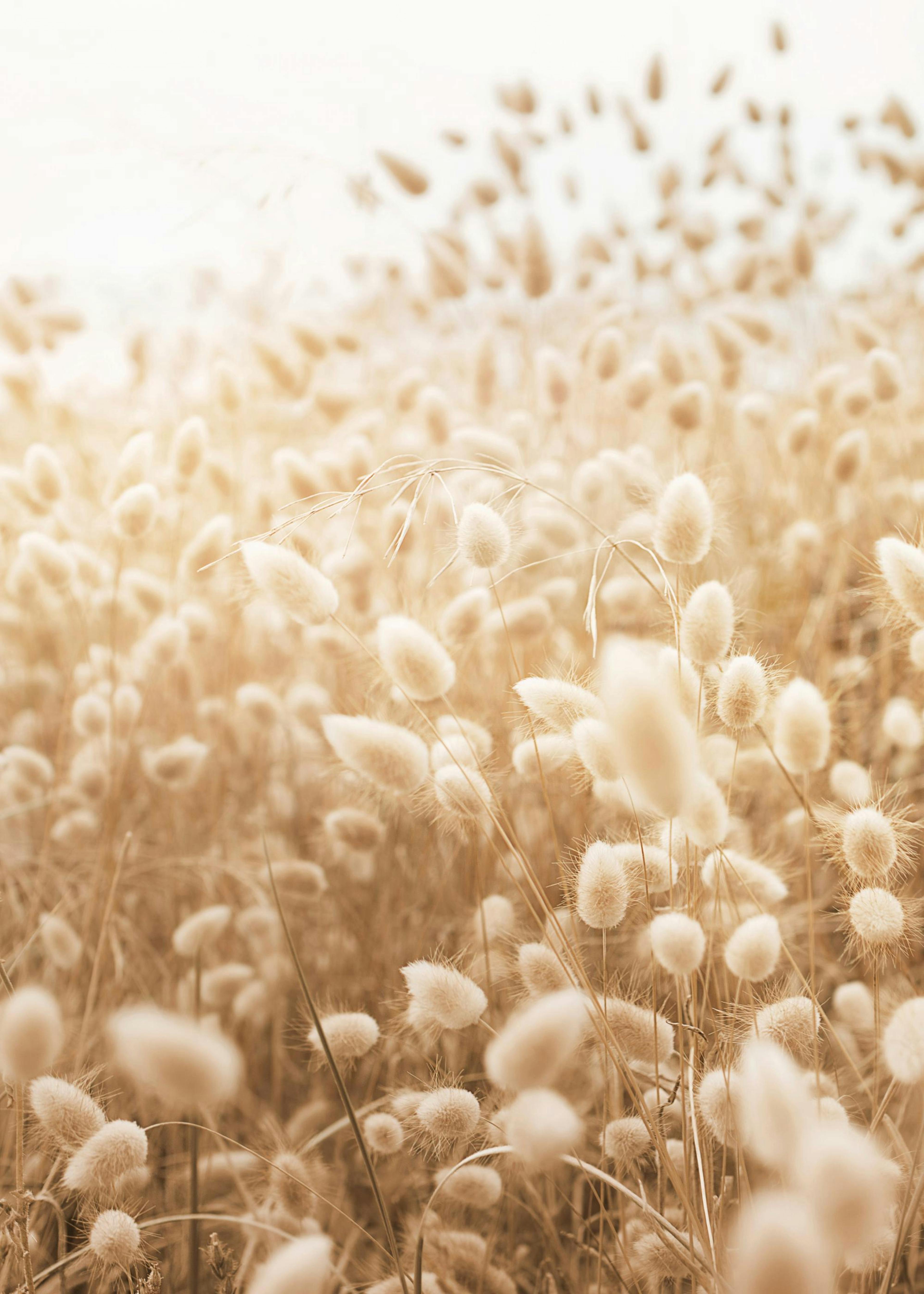 Sunny Meadow Poster 0