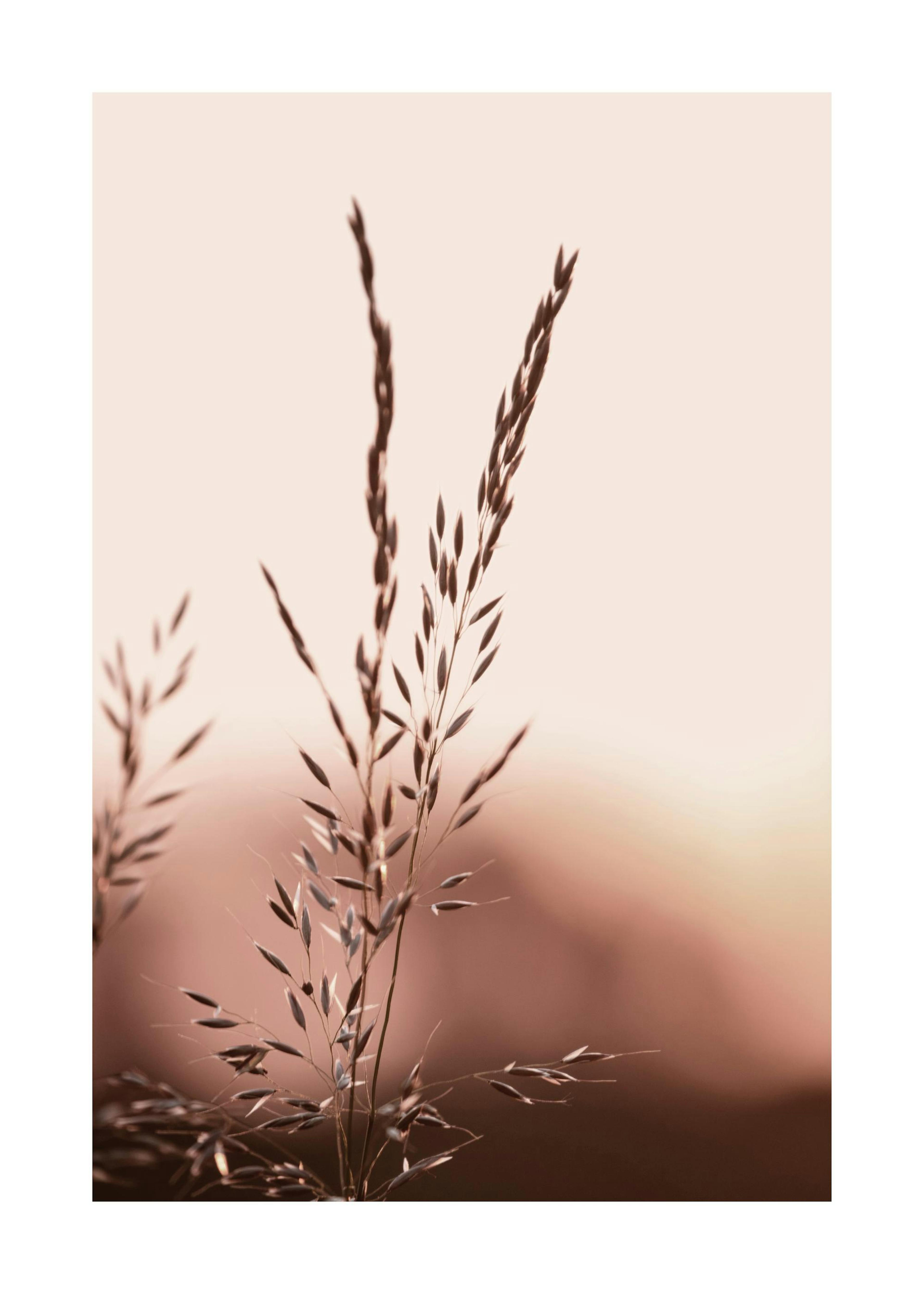 Wiese bei Sonnenuntergang Poster 0