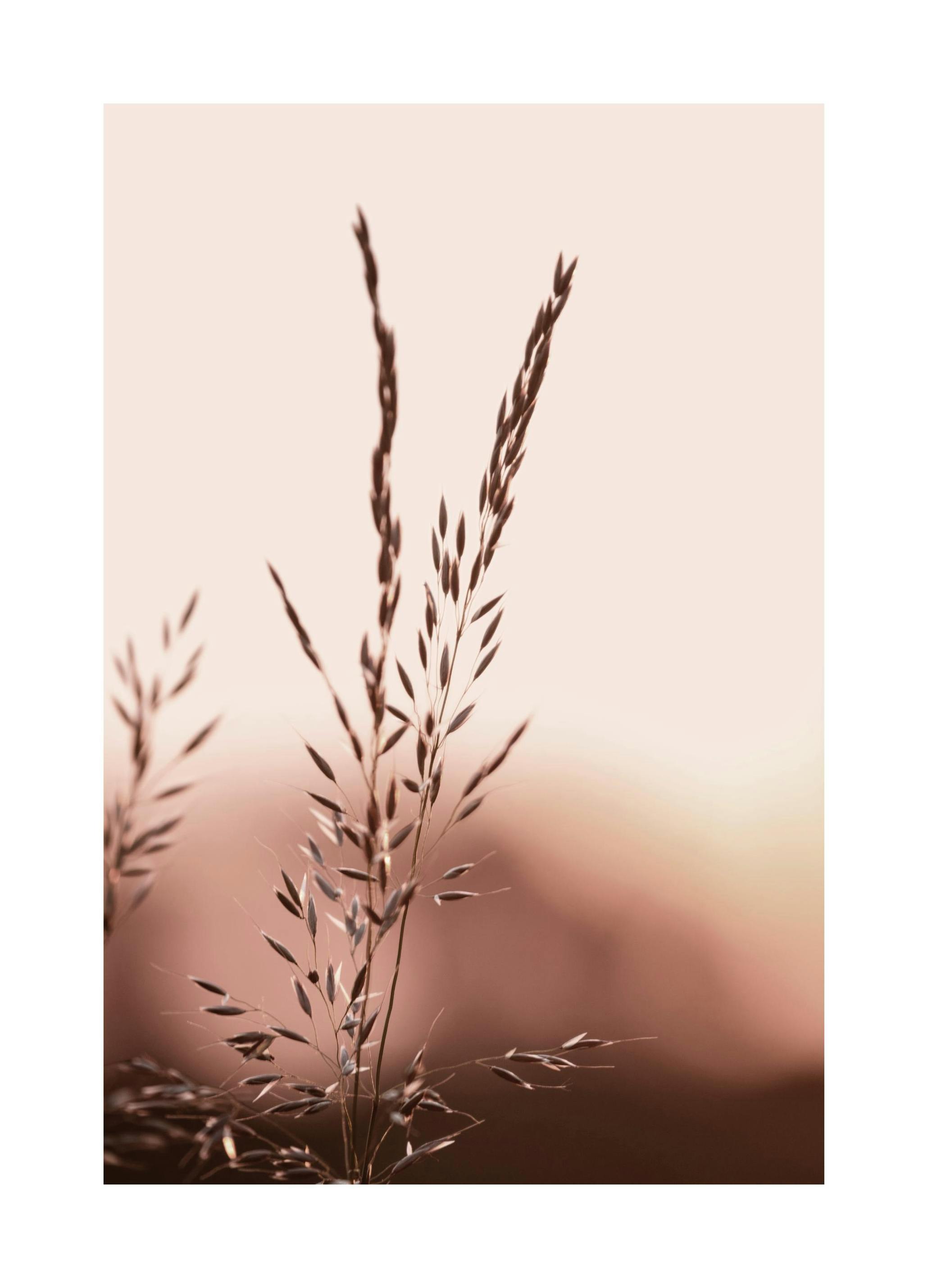 Zonsondergang Veld Poster (30x40 cm) - Poster Store