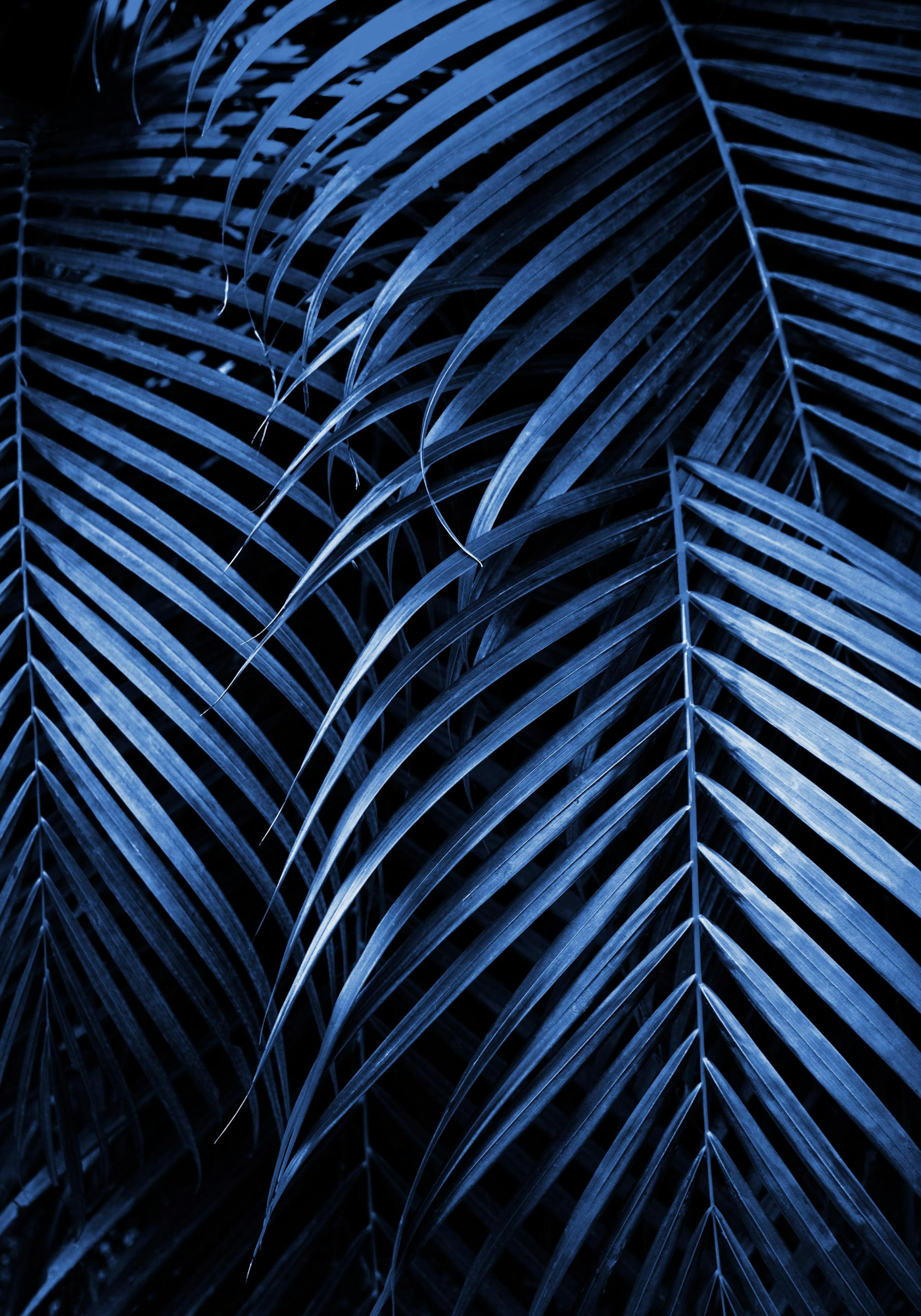Blue Palm Leaves No2 Print thumbnail