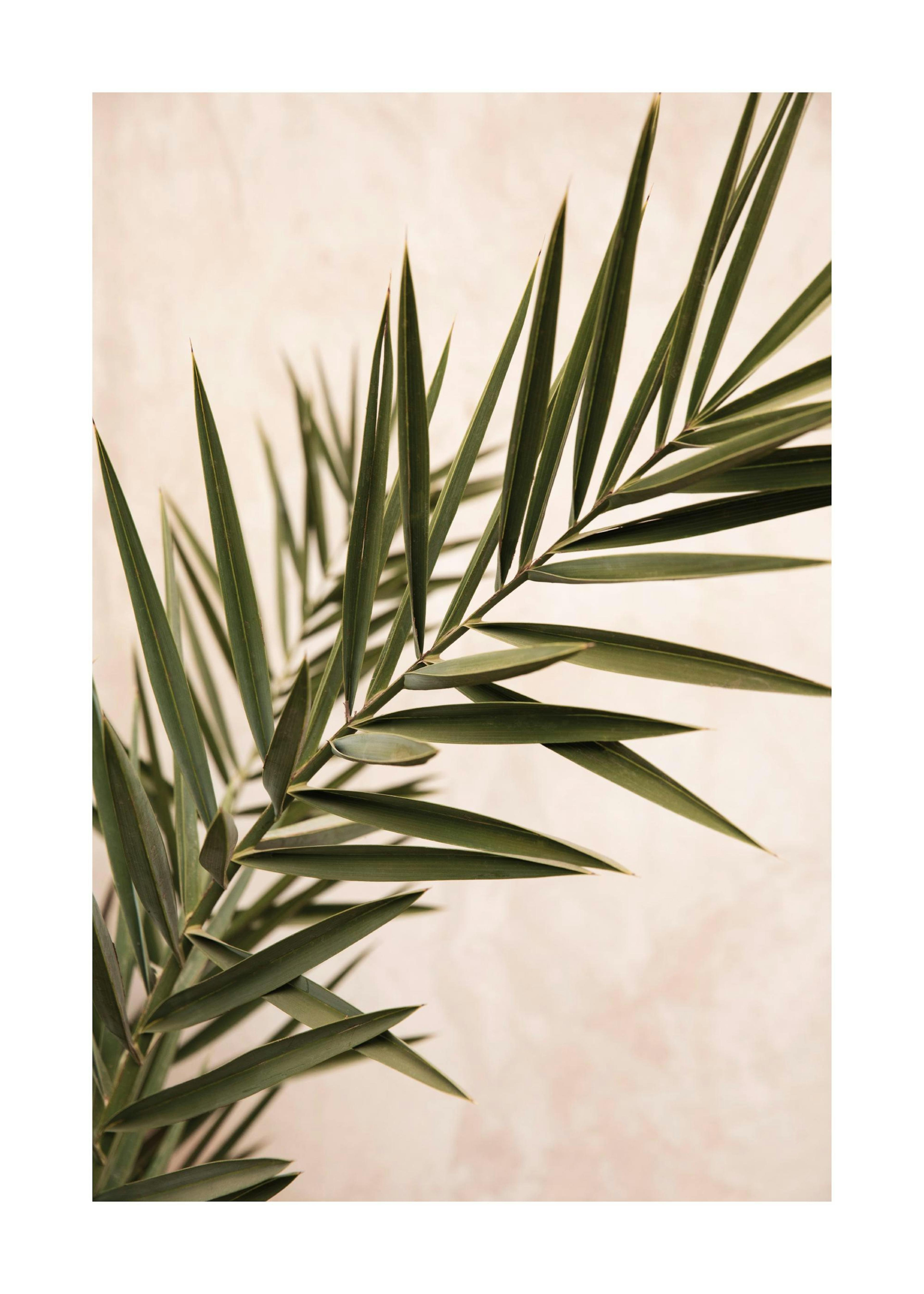 Summer Palm Print 0