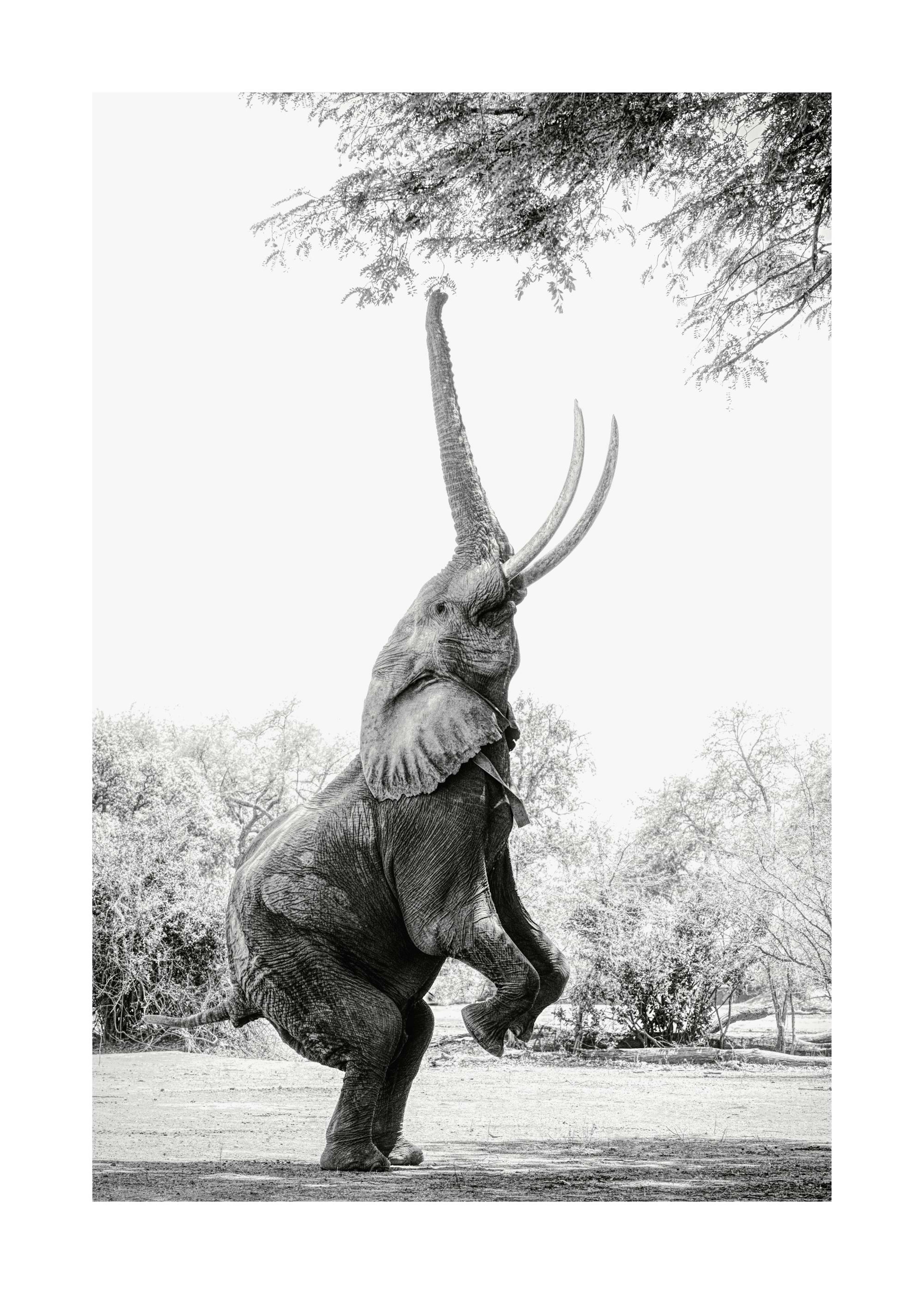 Balancing Elephant Poster 0