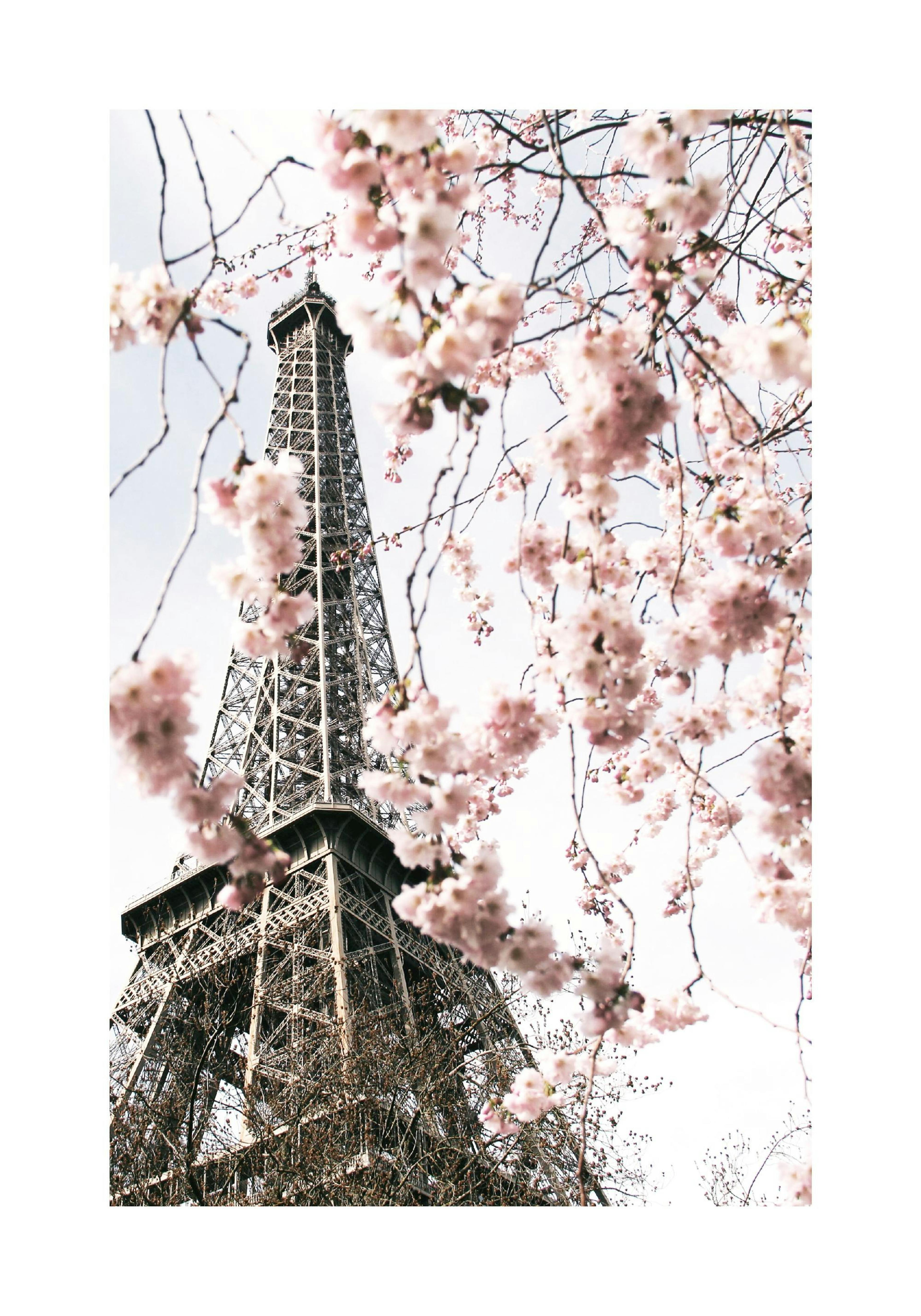Blühender Eiffelturm Poster thumbnail