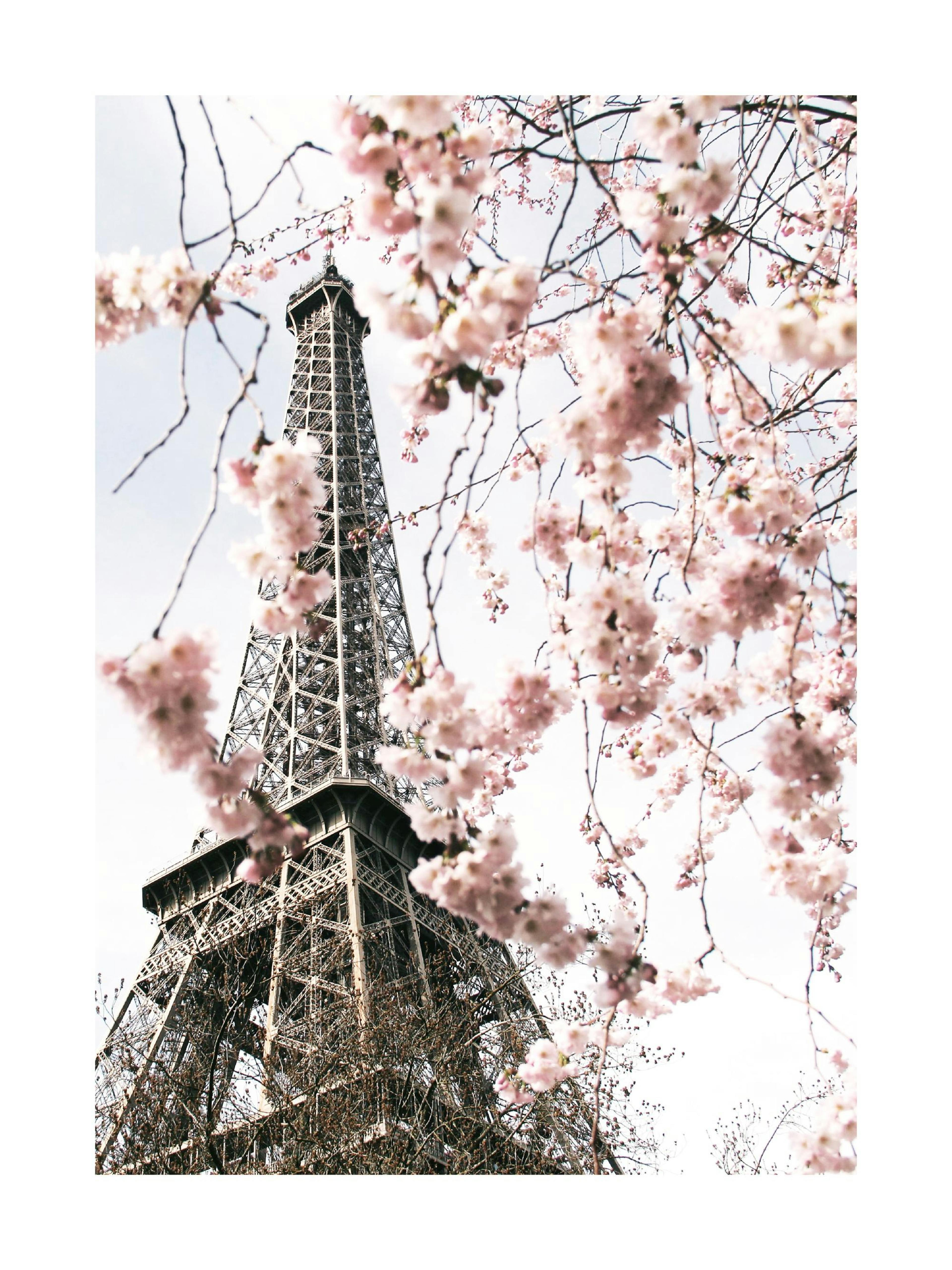 Blooming Eiffel Tower Poster thumbnail
