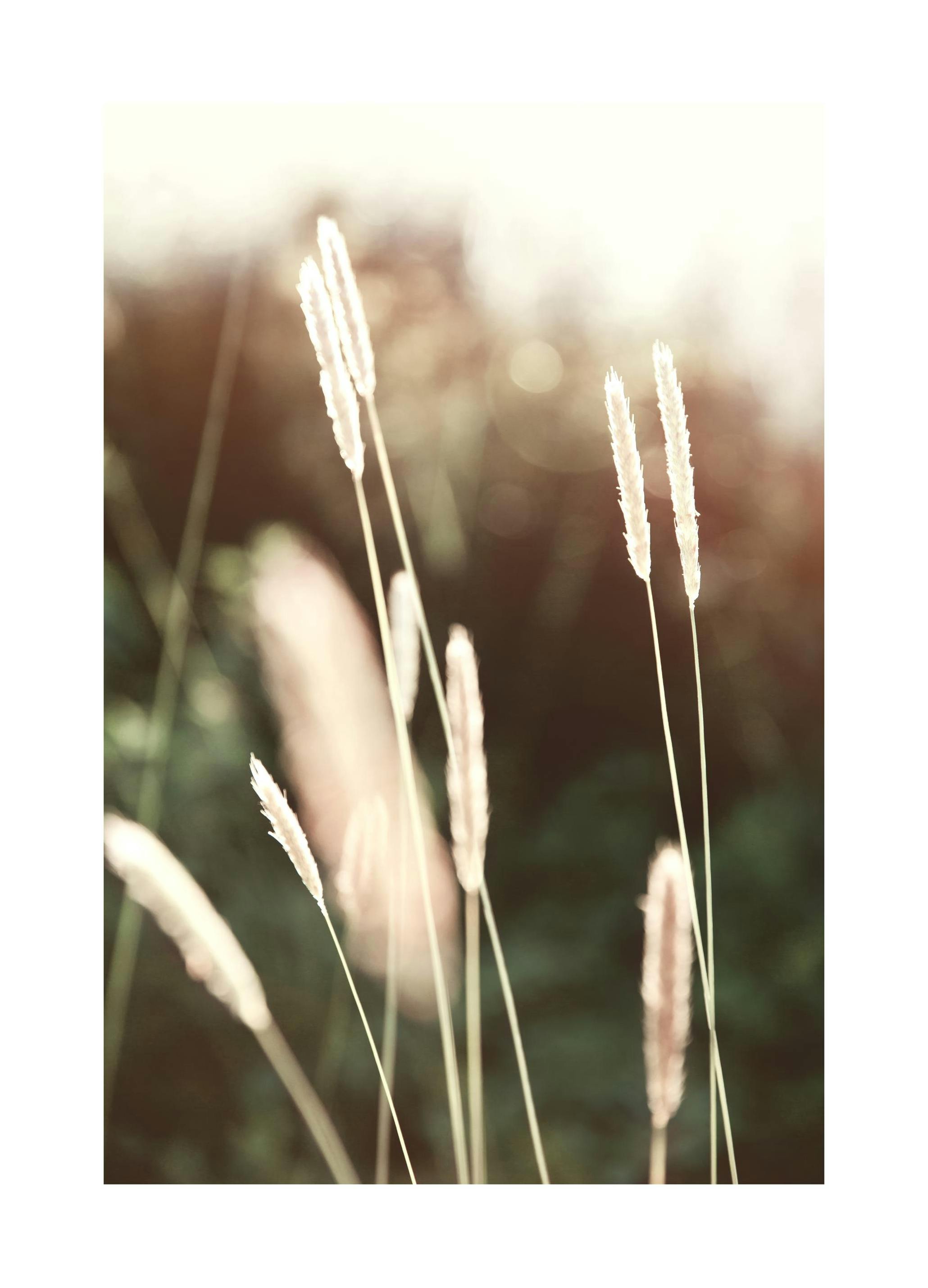 Plakat Letni Wieczór (50x70 cm) - Poster Store