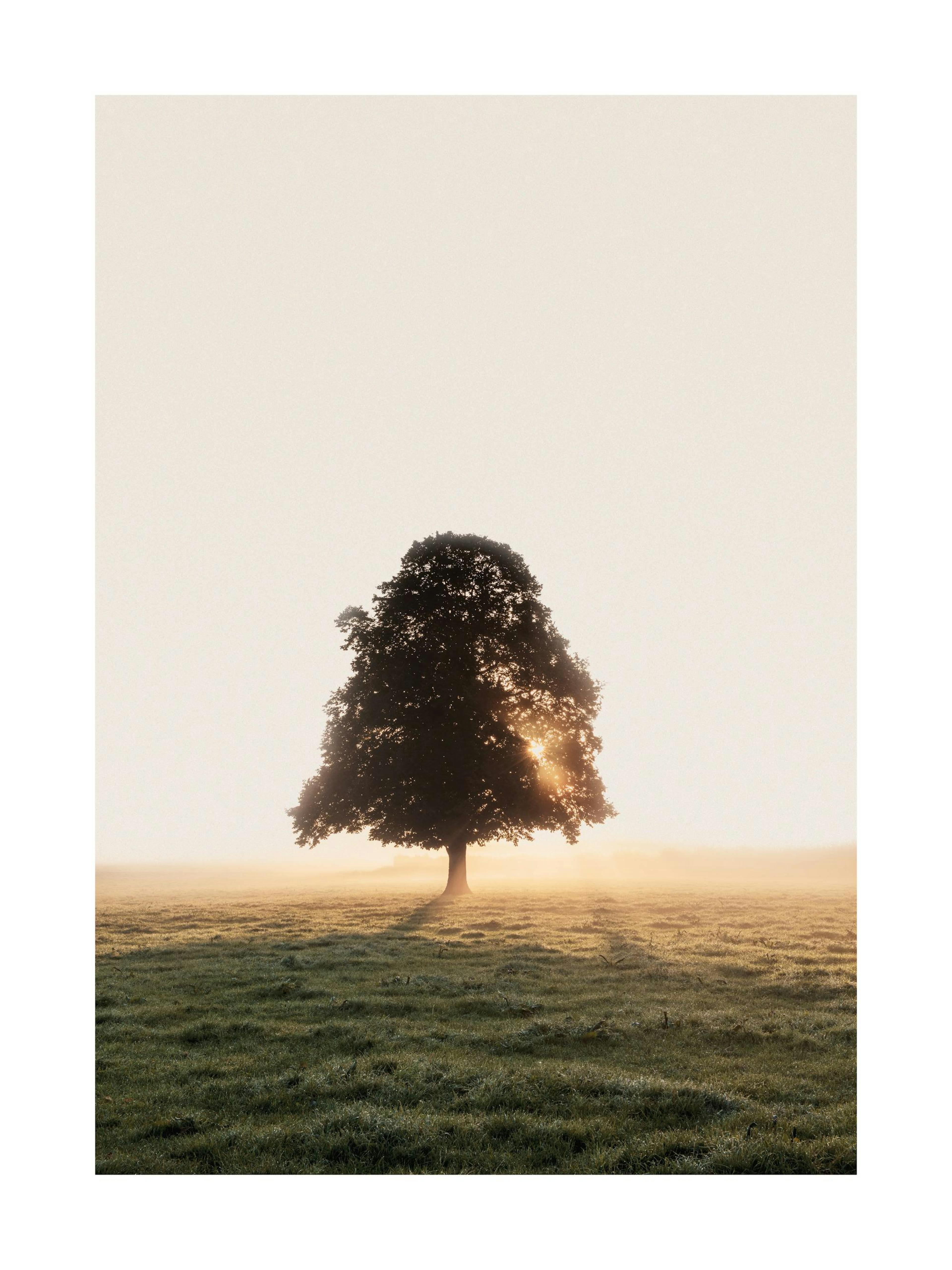 Nebelige Wiese Baum Poster thumbnail