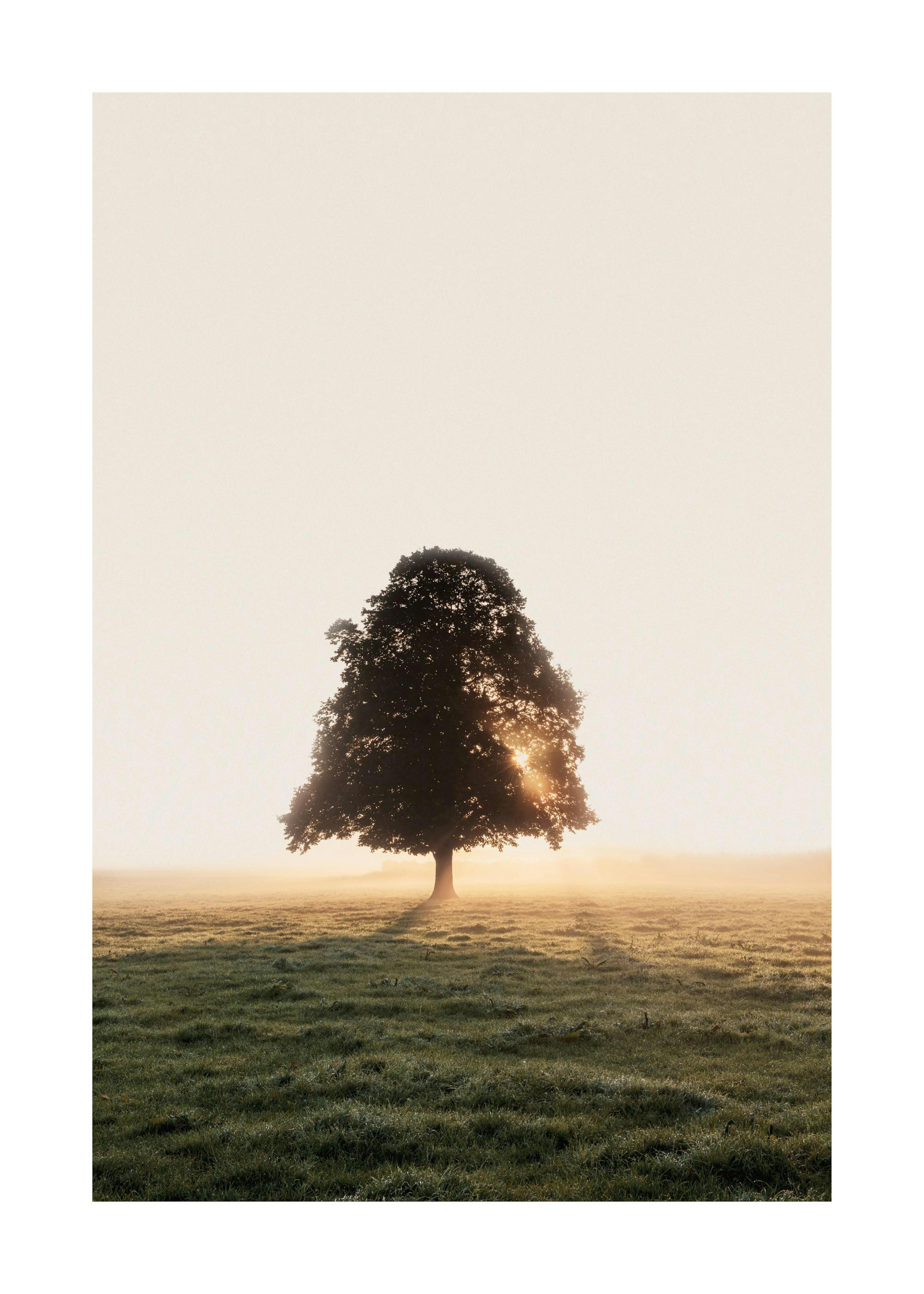 Prairie Brumeuse Arbre Poster 0