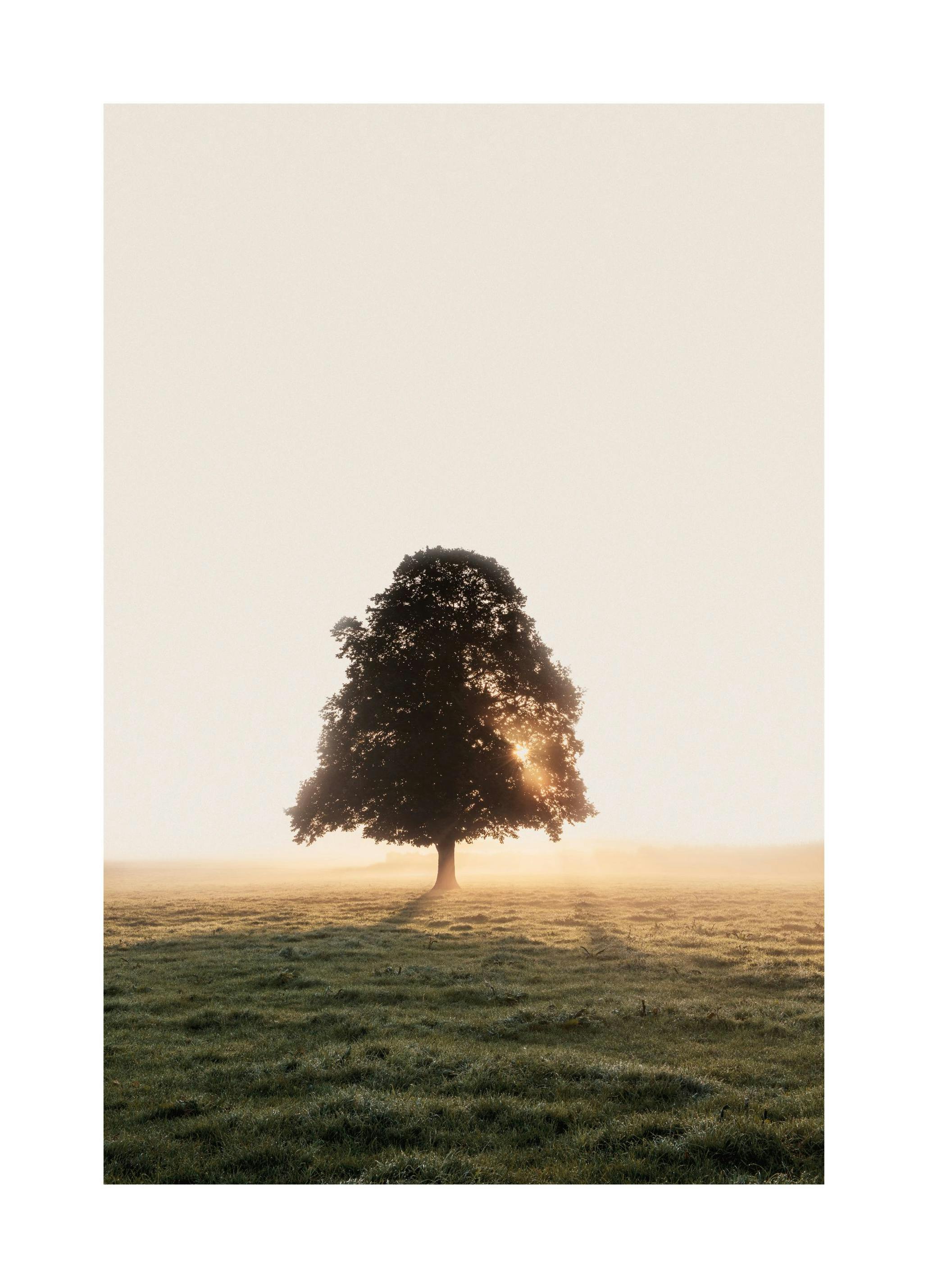 Boom in Mistig Veld Poster (50x70 cm) - Poster Store