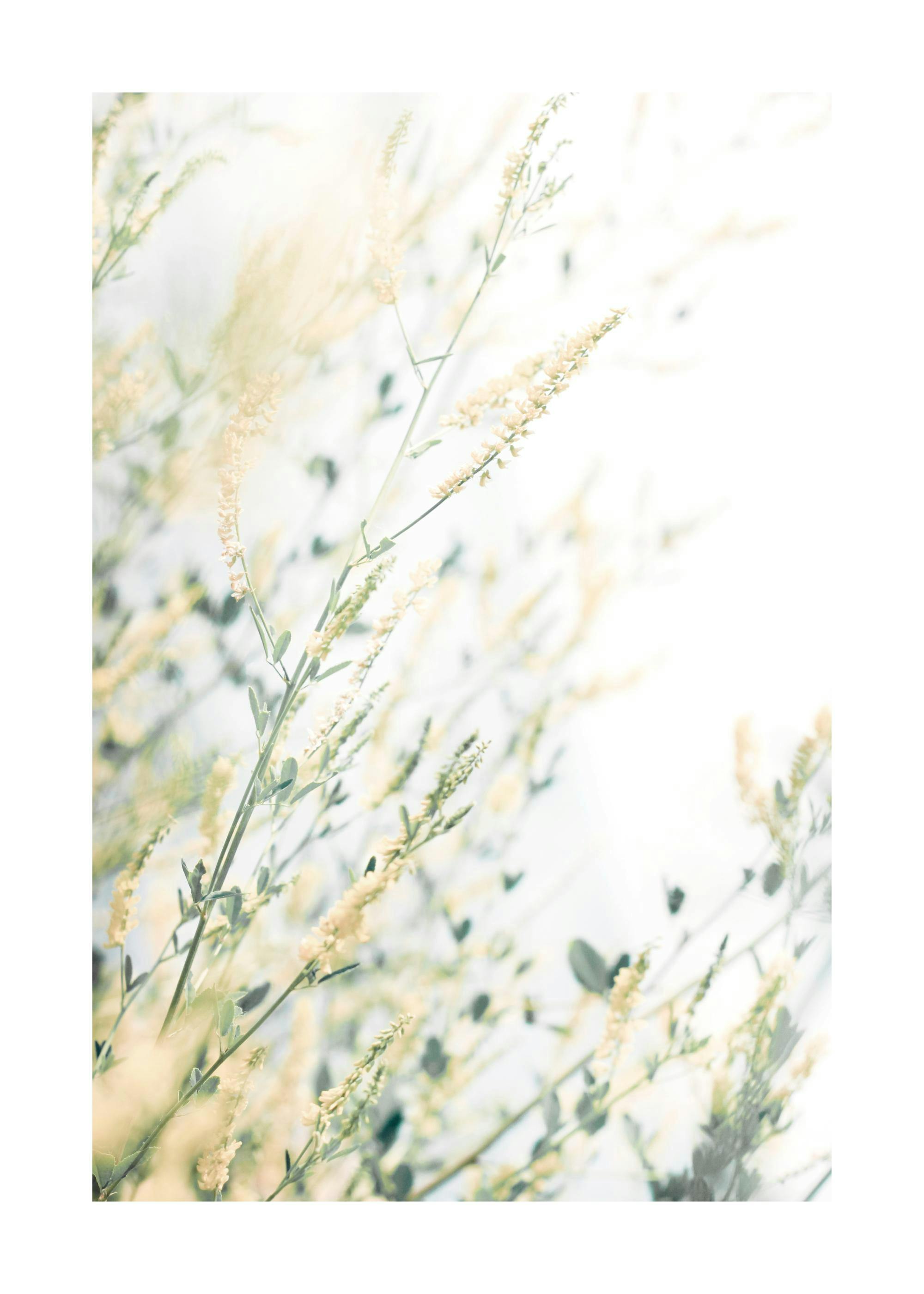 Light Floral Poster 0