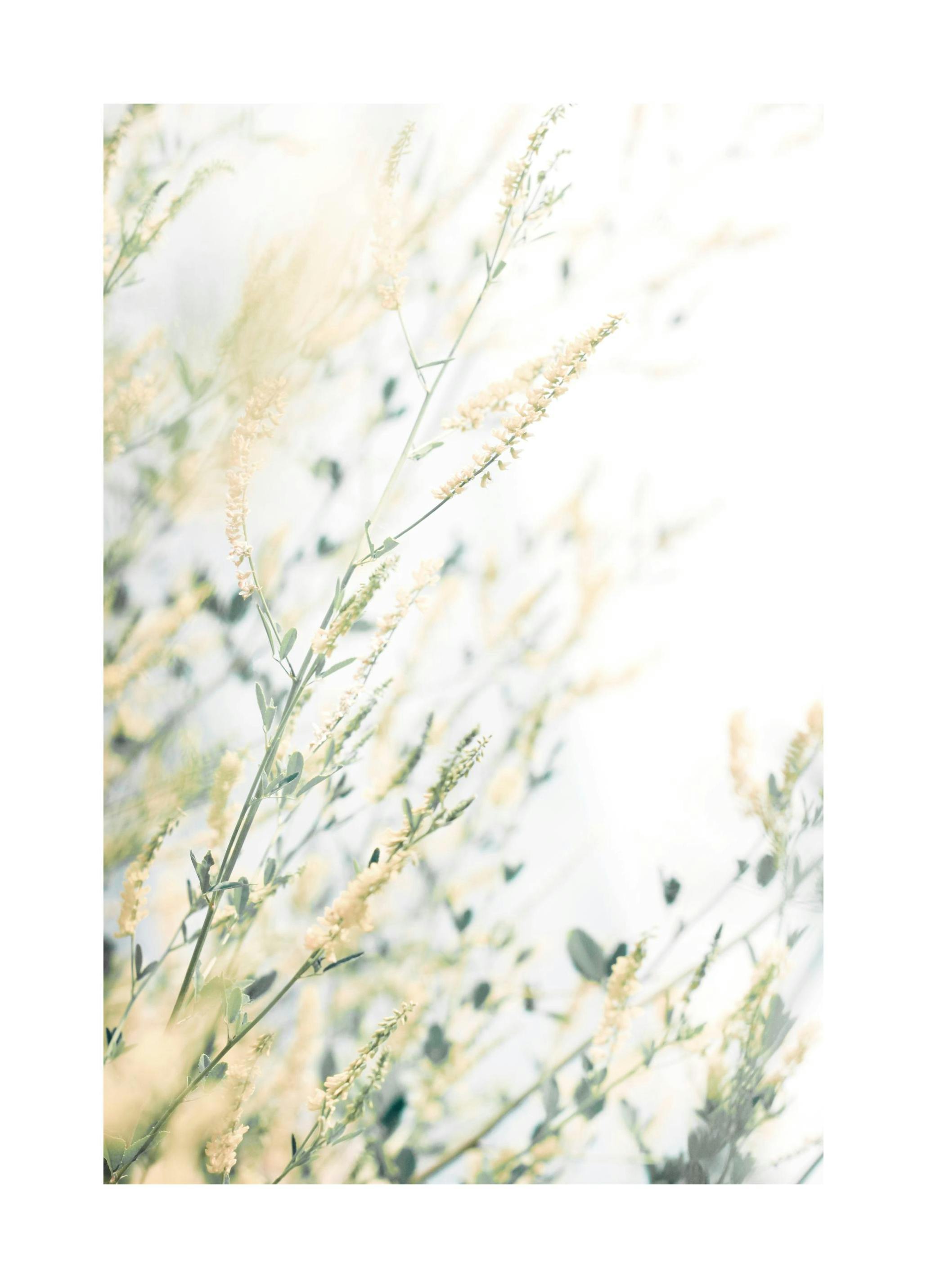 Lyse Blomster Poster (21x30 cm) - Poster Store