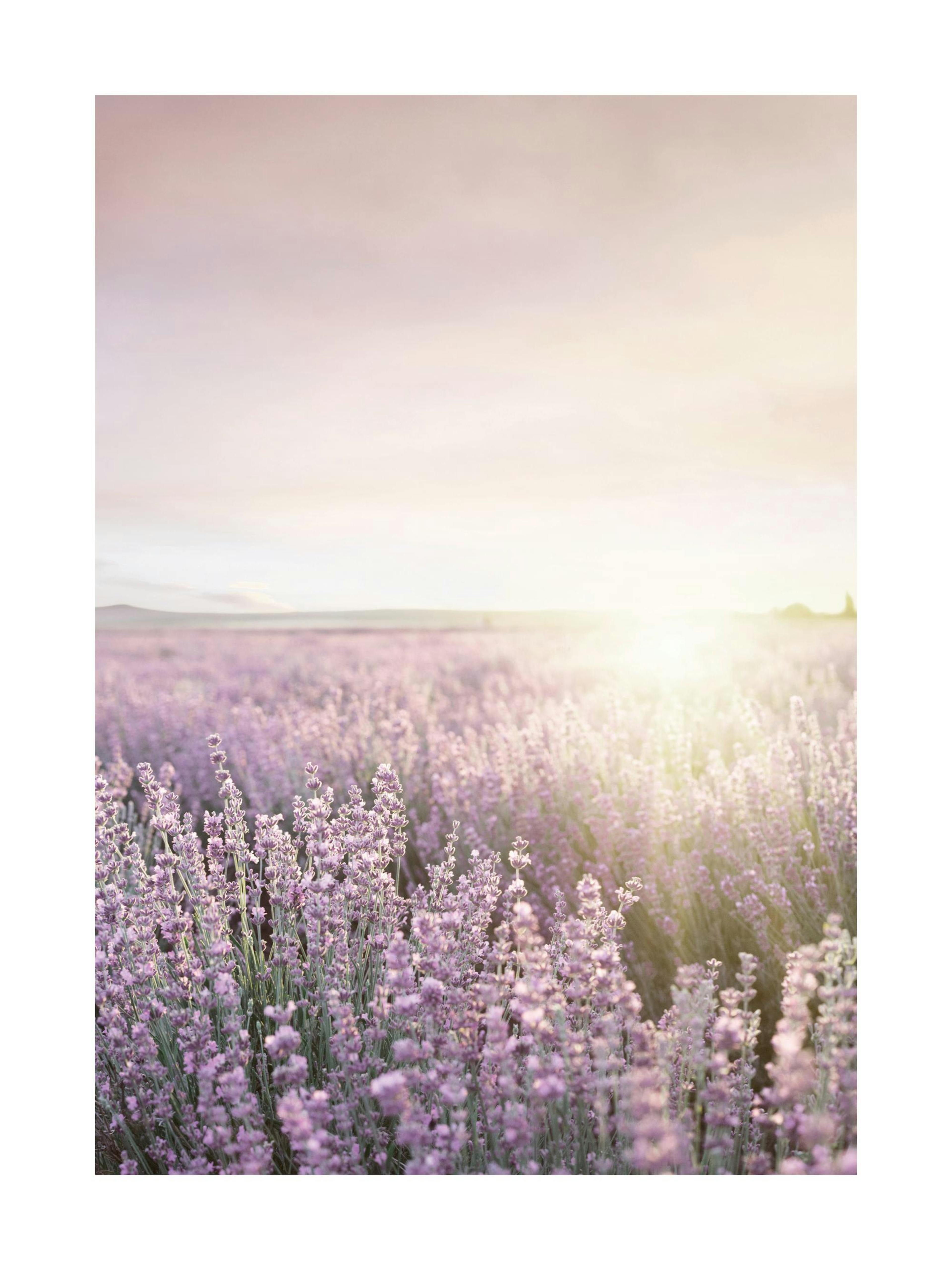 Purple Sunrise Poster thumbnail