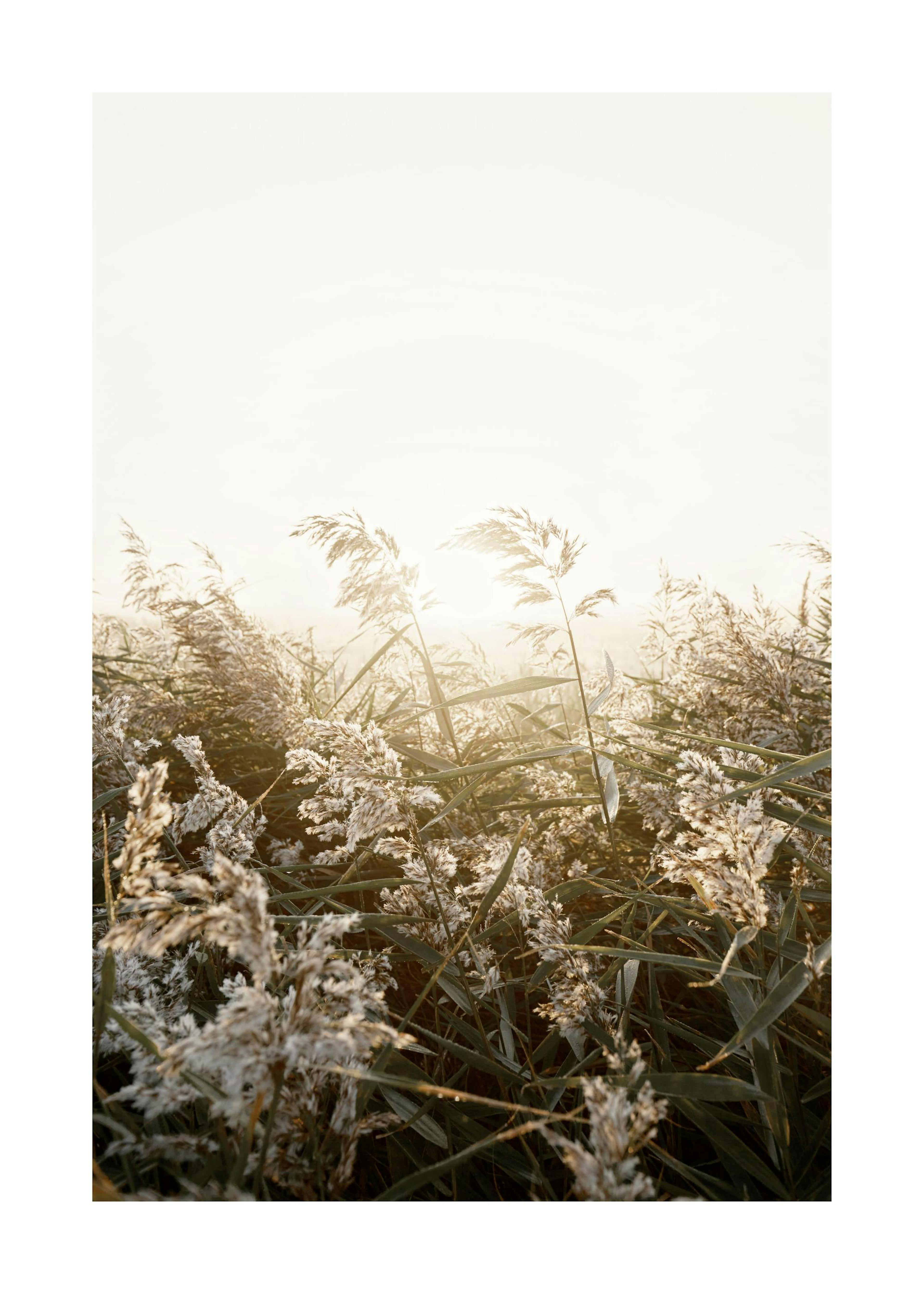 Sunny Field Poster 0