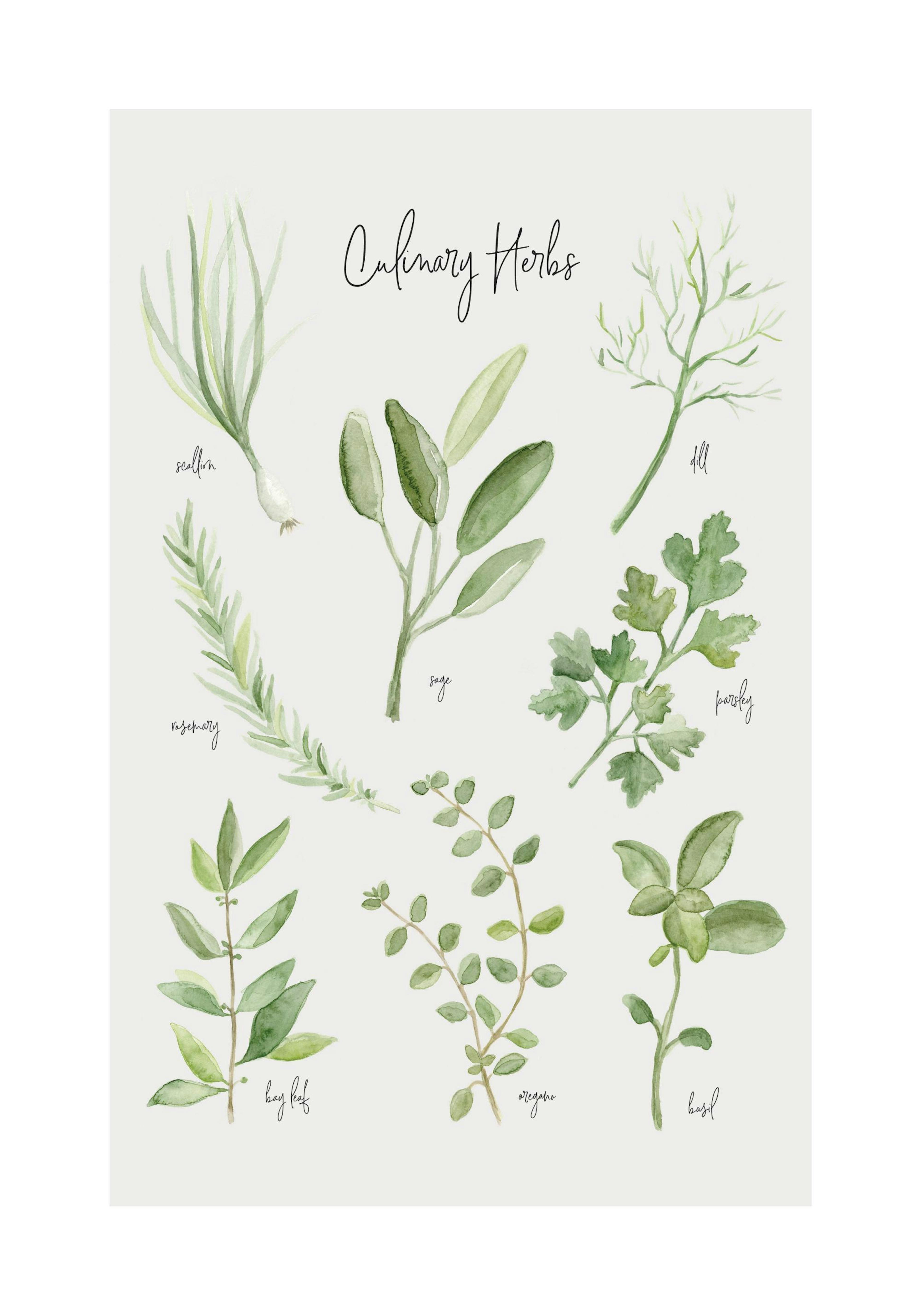 Summer Herbs Poster thumbnail