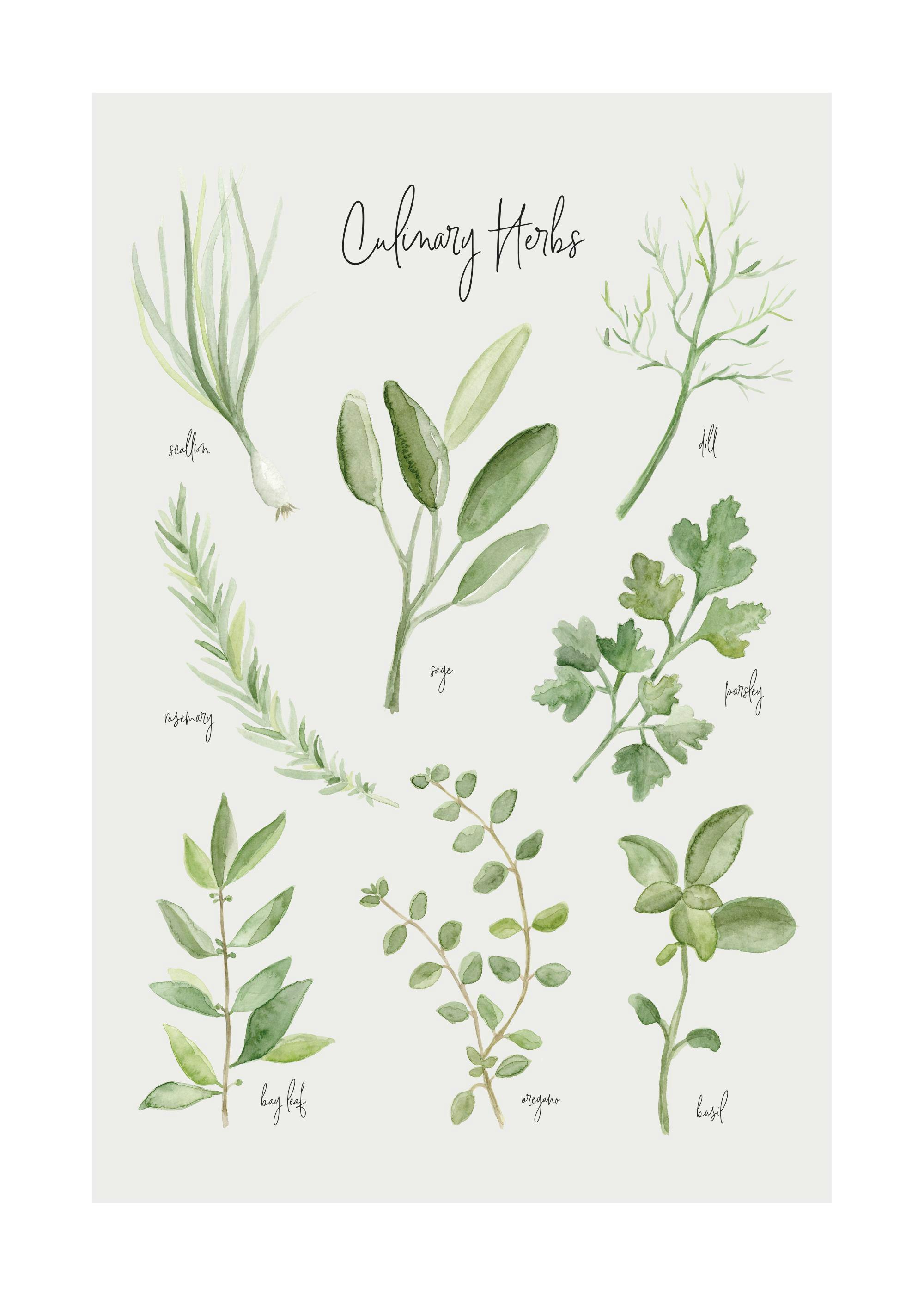Summer Herbs Poster 0