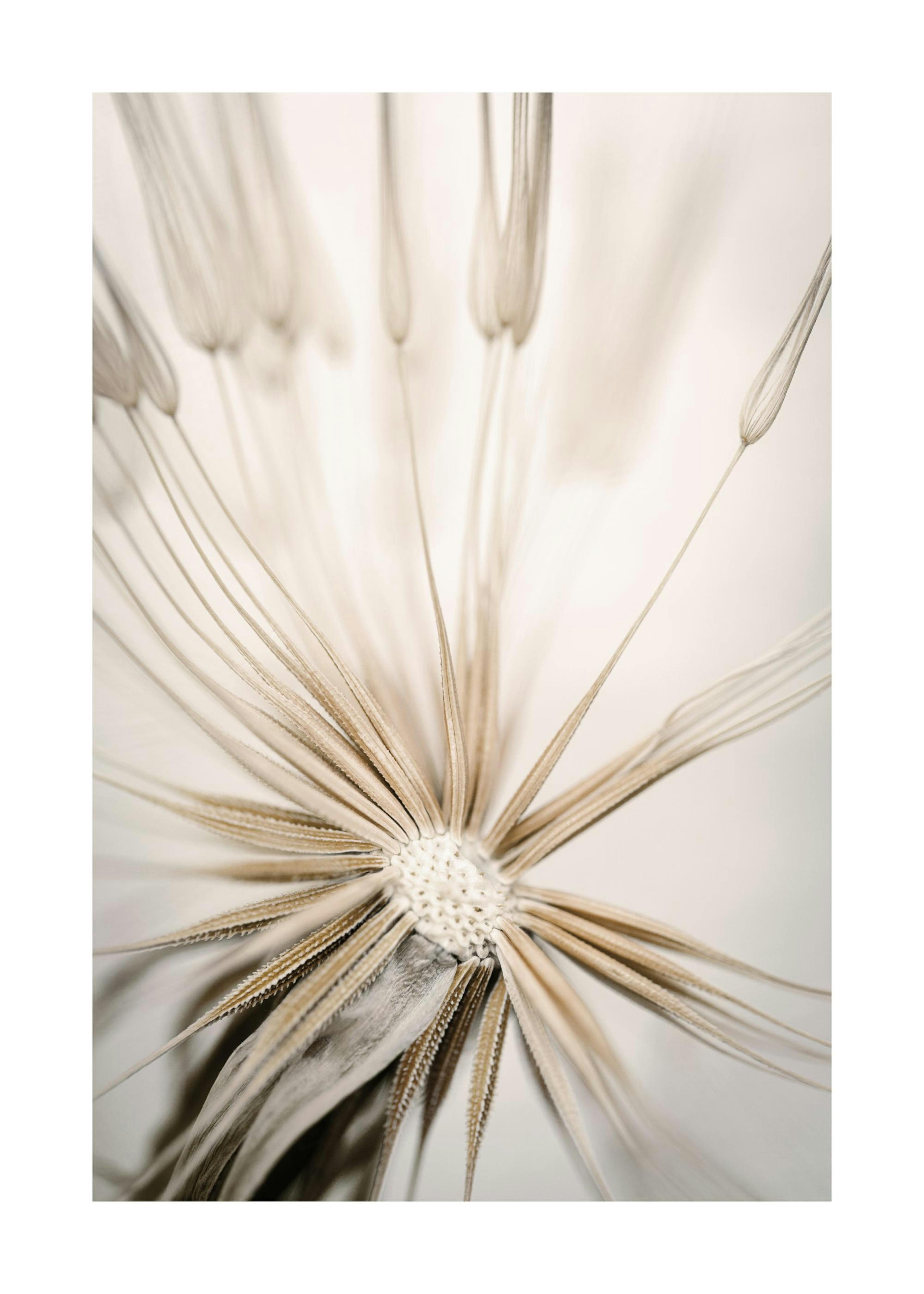 Tarassaco Beige Poster 0