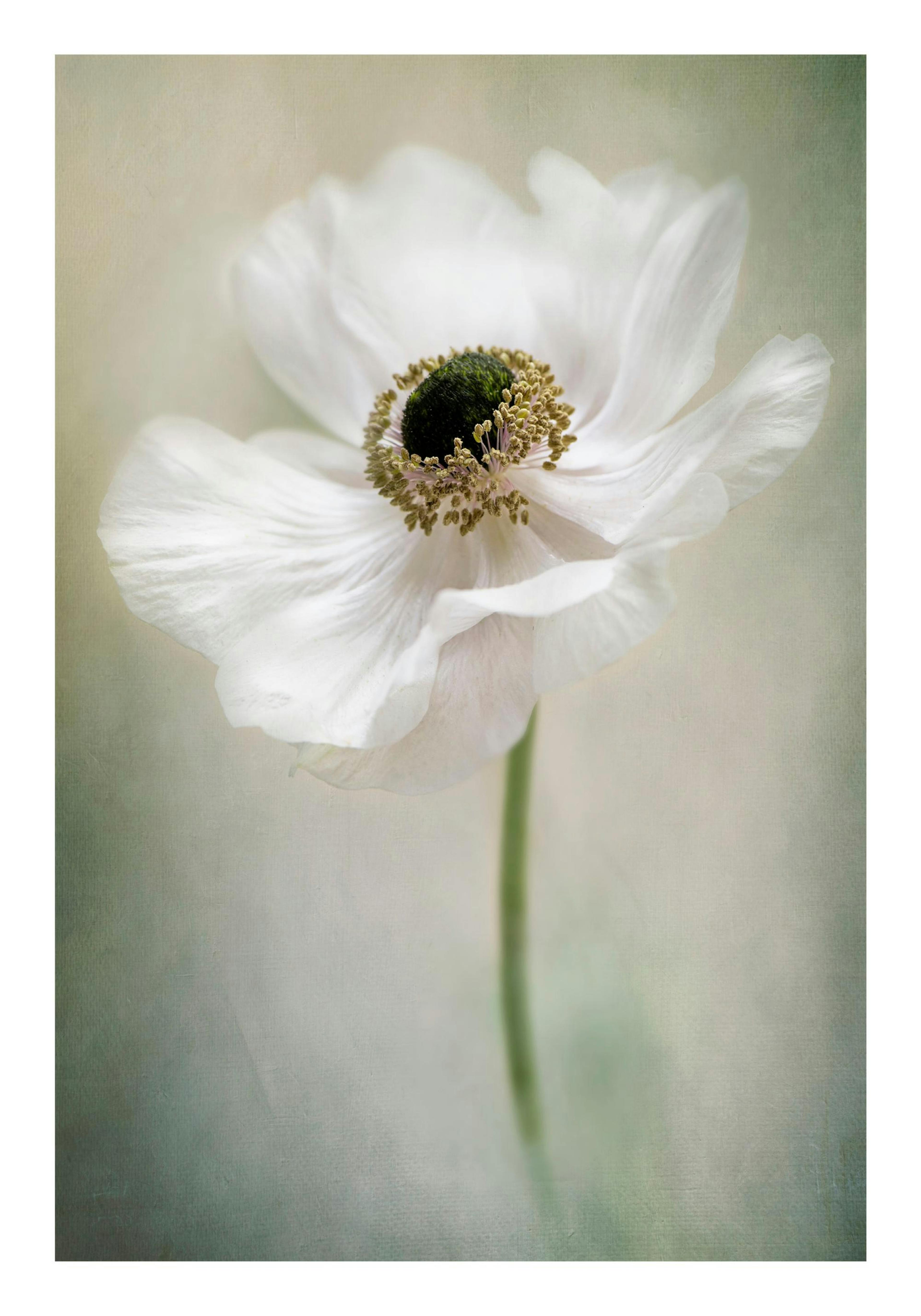 Single White Poster thumbnail
