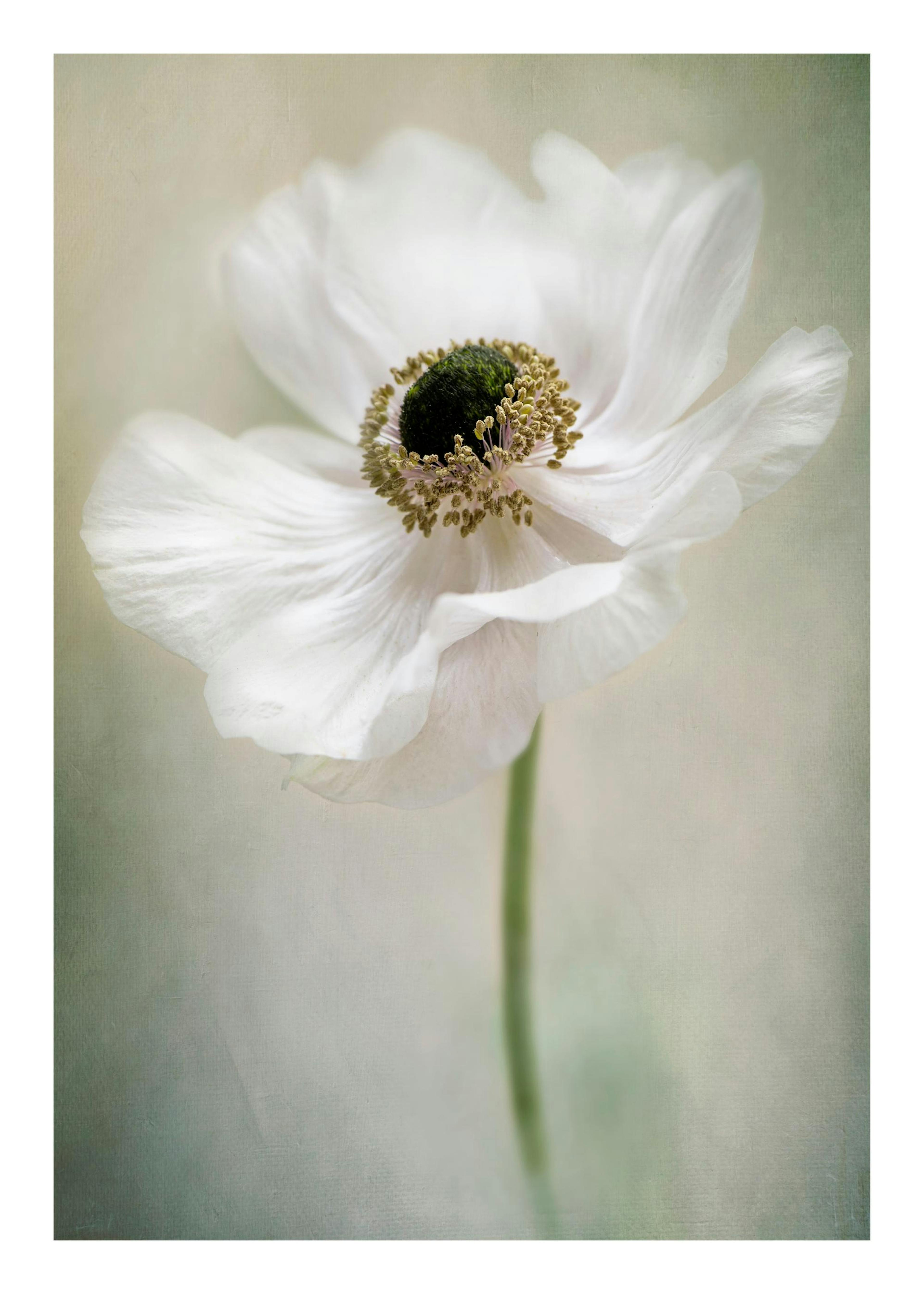 Poster Blanc Simple 0