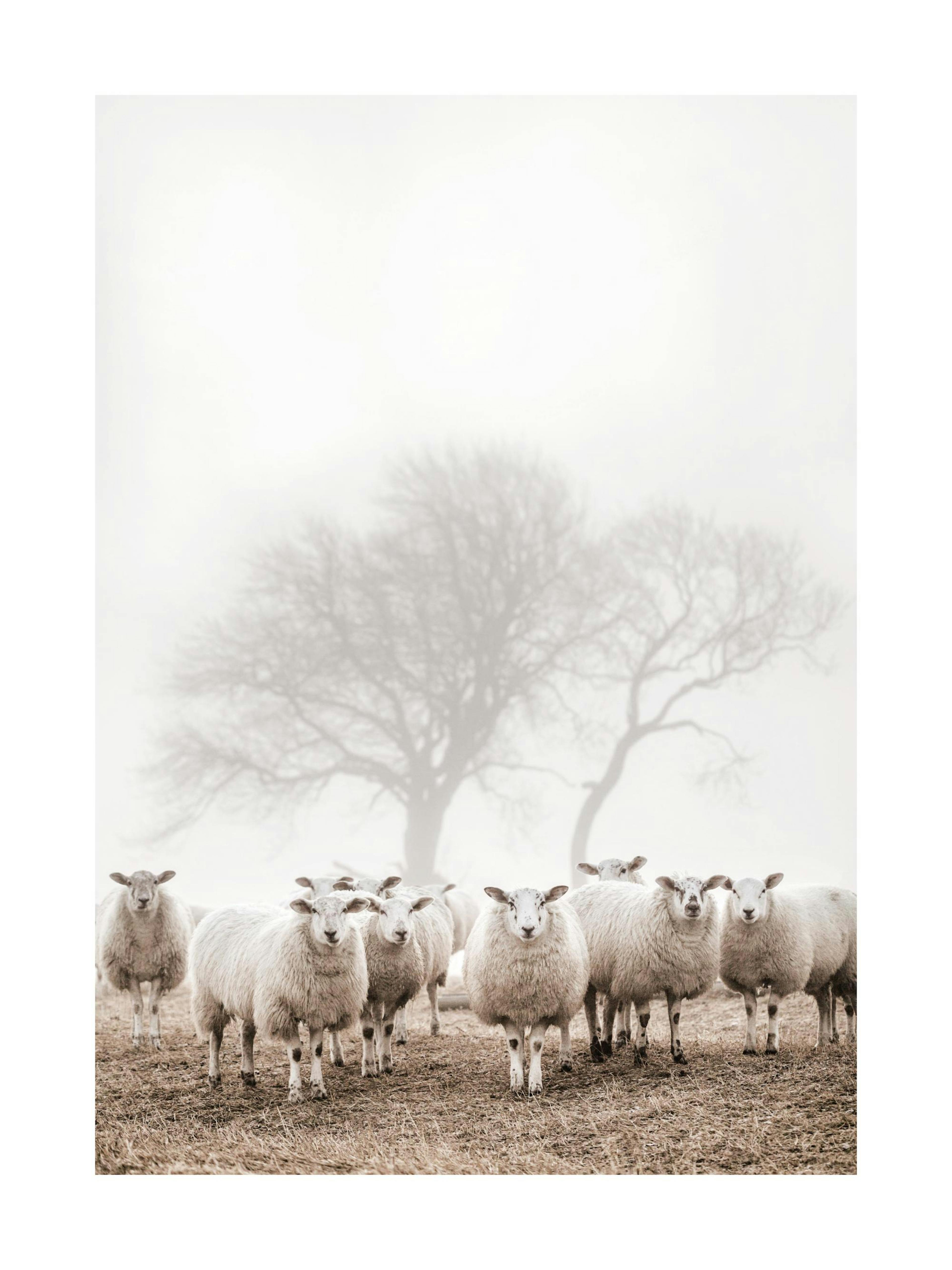 Troupeau de Moutons Poster thumbnail