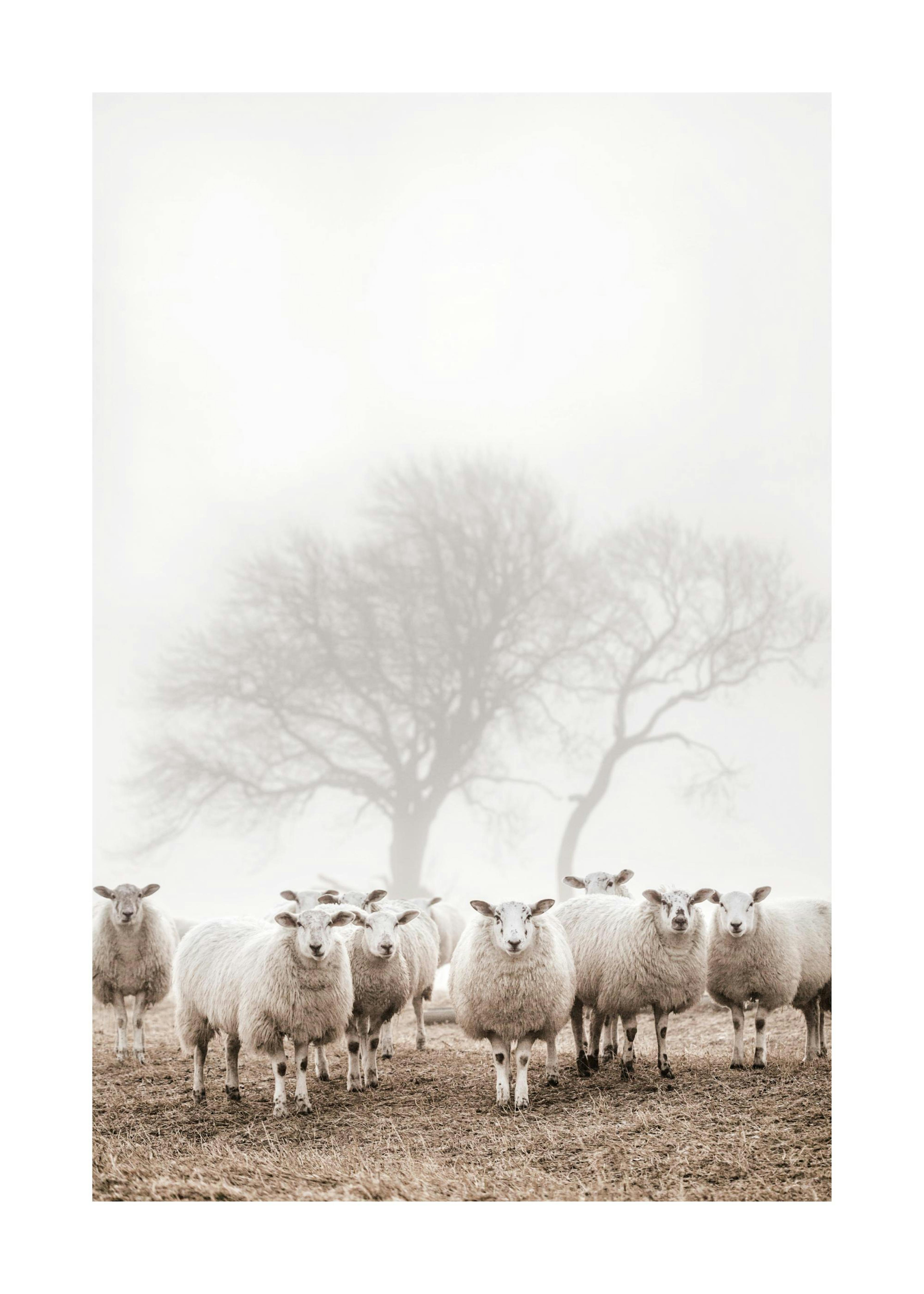 Troupeau de Moutons Poster 0