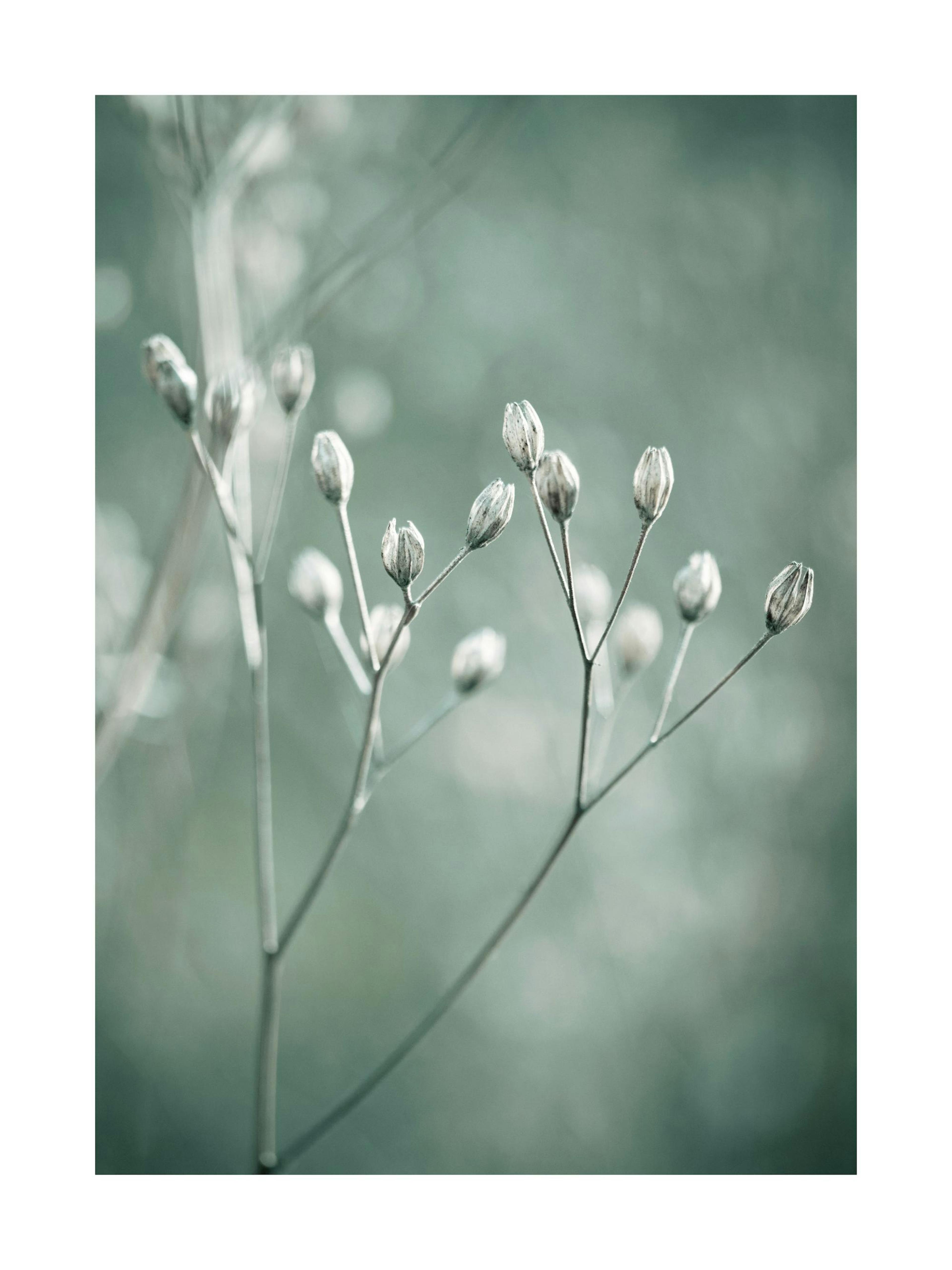 Poetry of Nature No2 Poster thumbnail