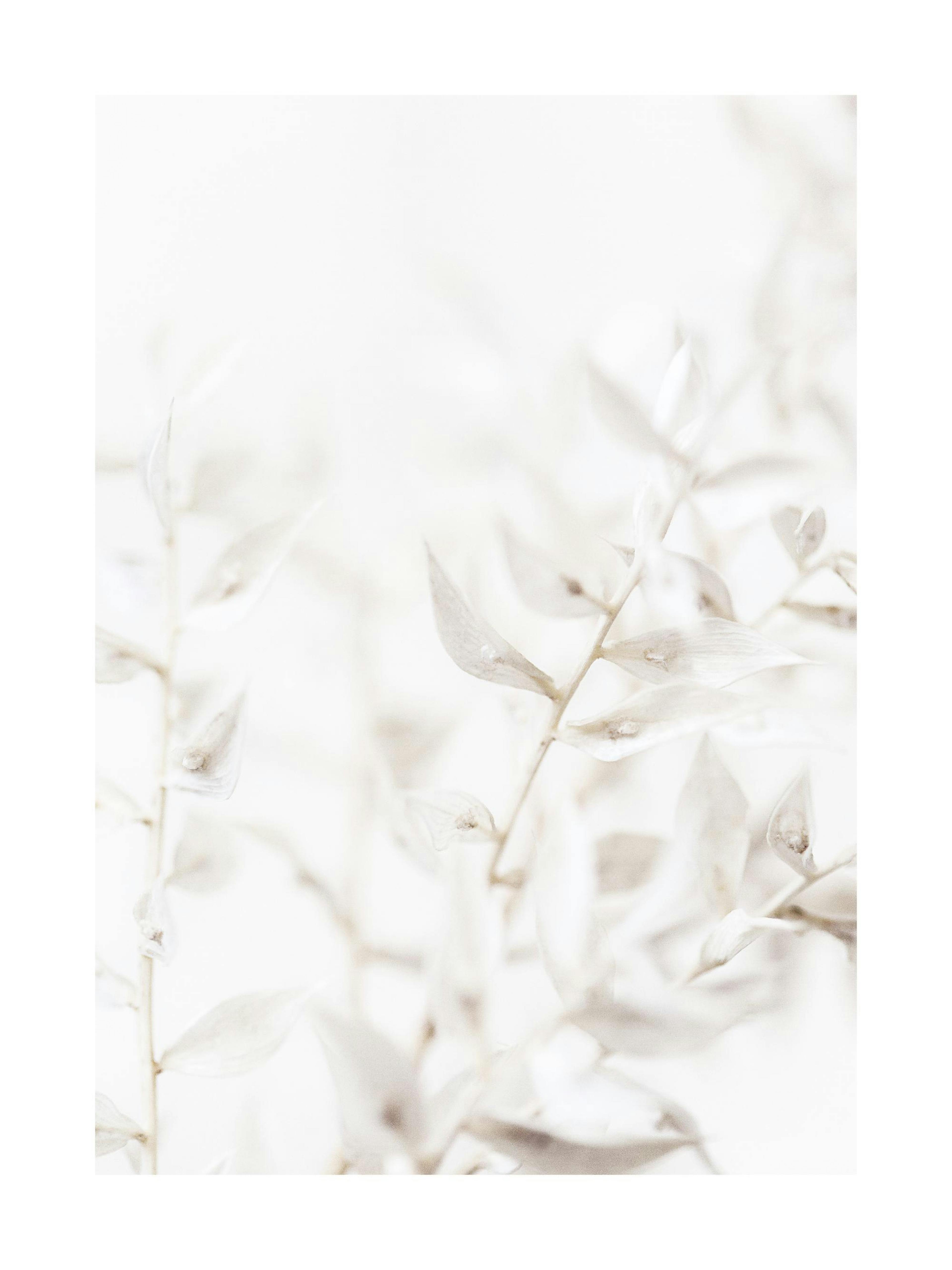 Hvide Tørrede Blomster Plakat thumbnail