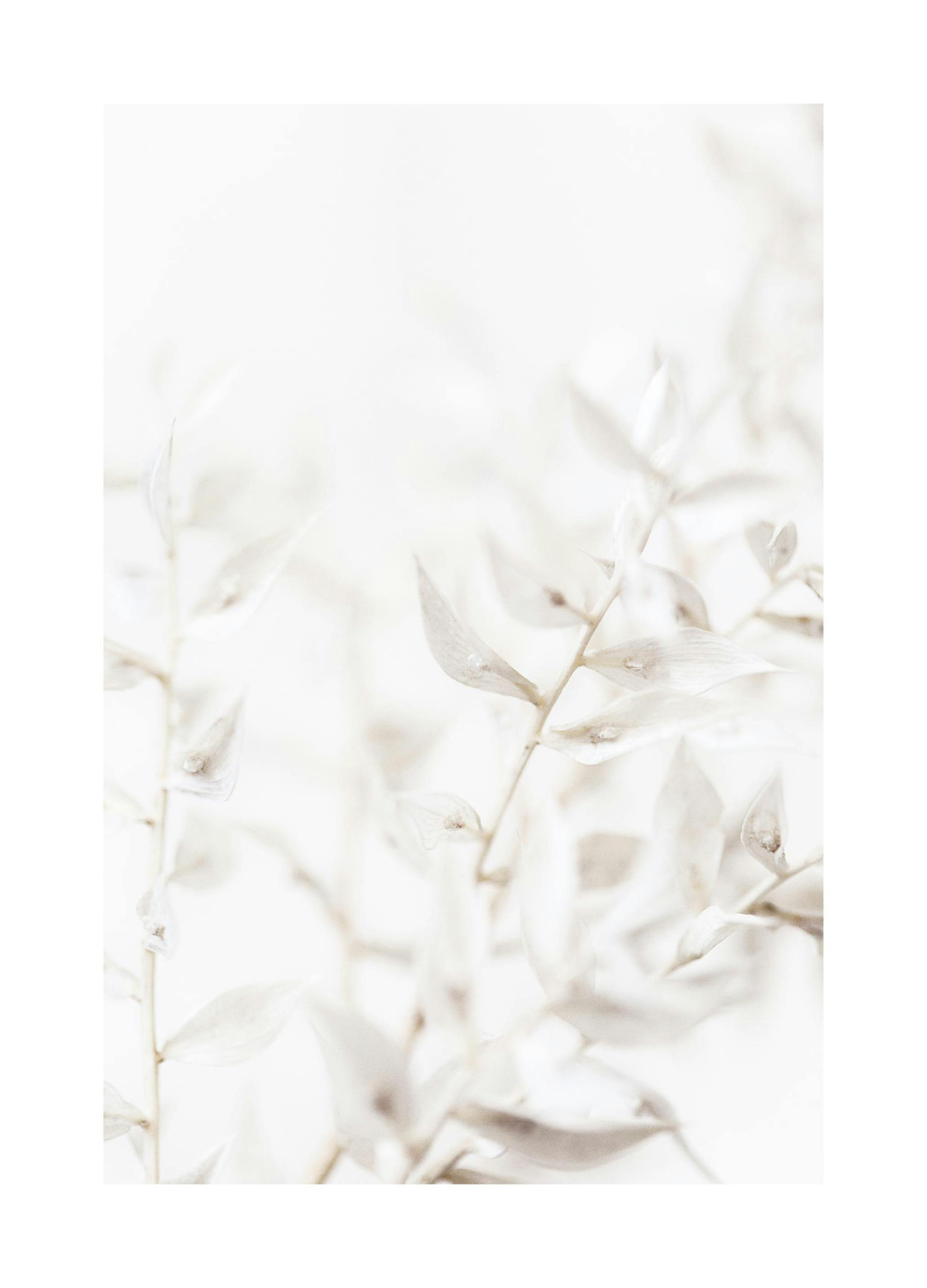 Witte Droogbloemen Poster (50x70 cm) - Poster Store