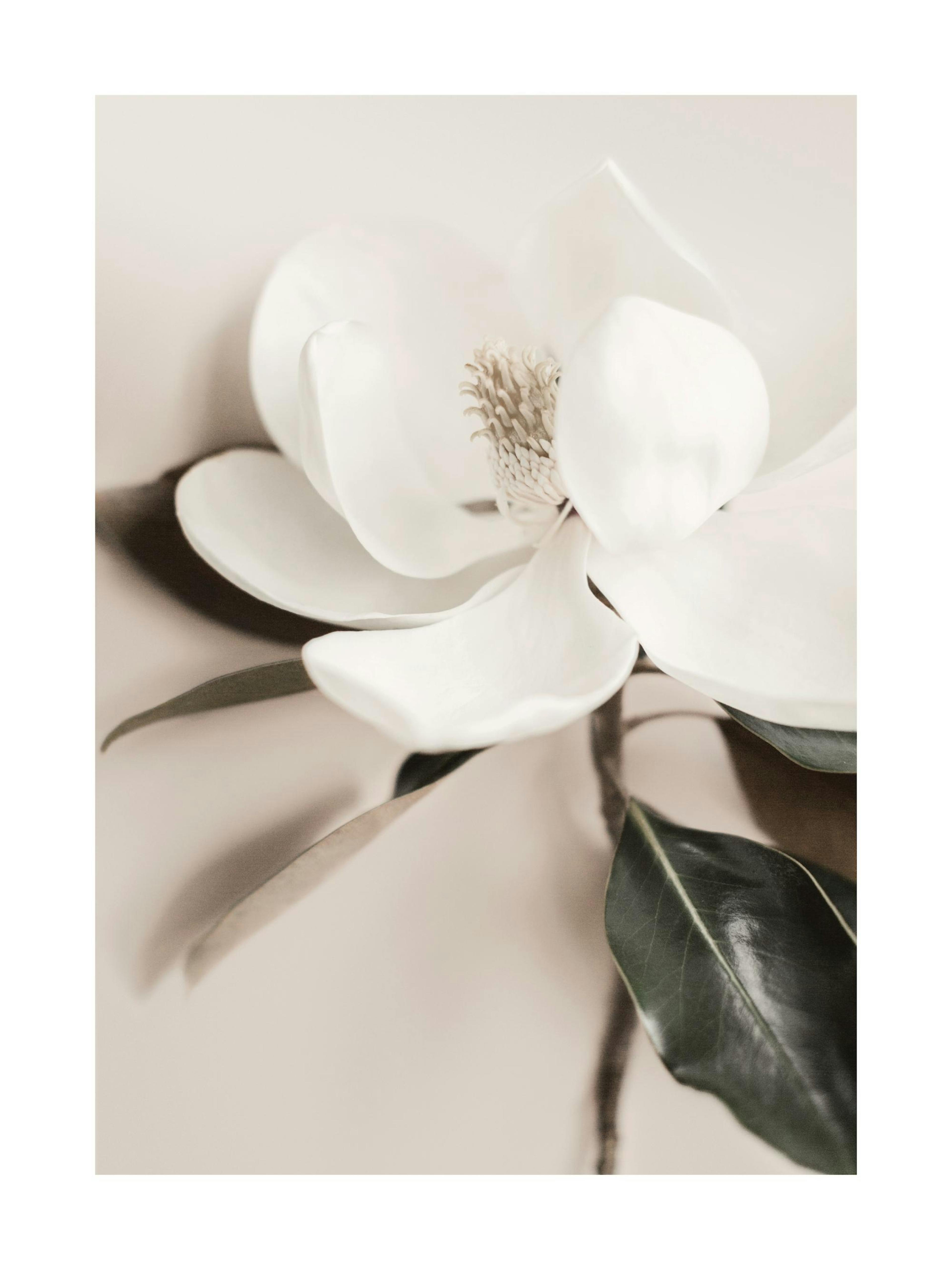 Witte Bloem Poster thumbnail
