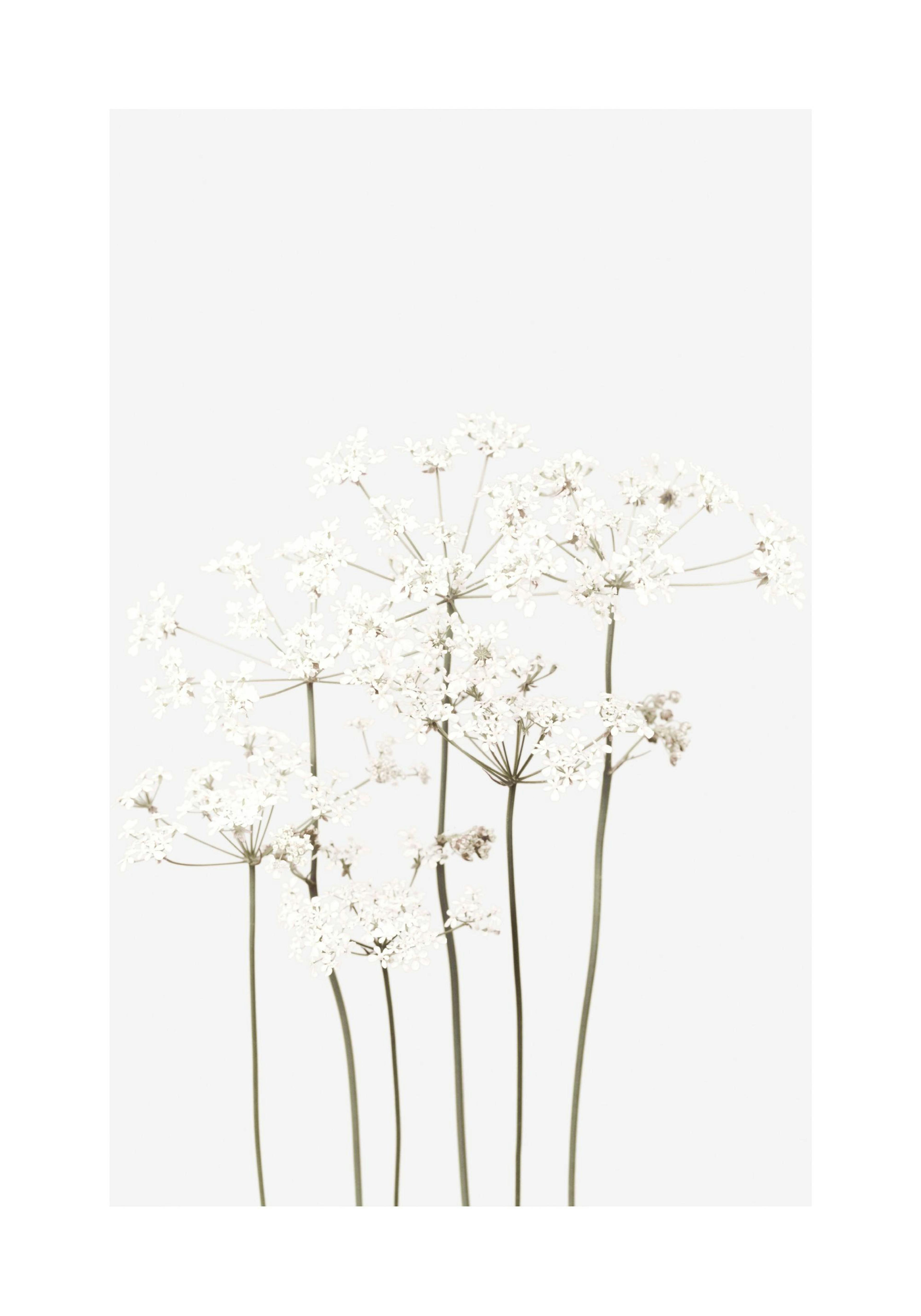 Still Life White Flowers Print thumbnail