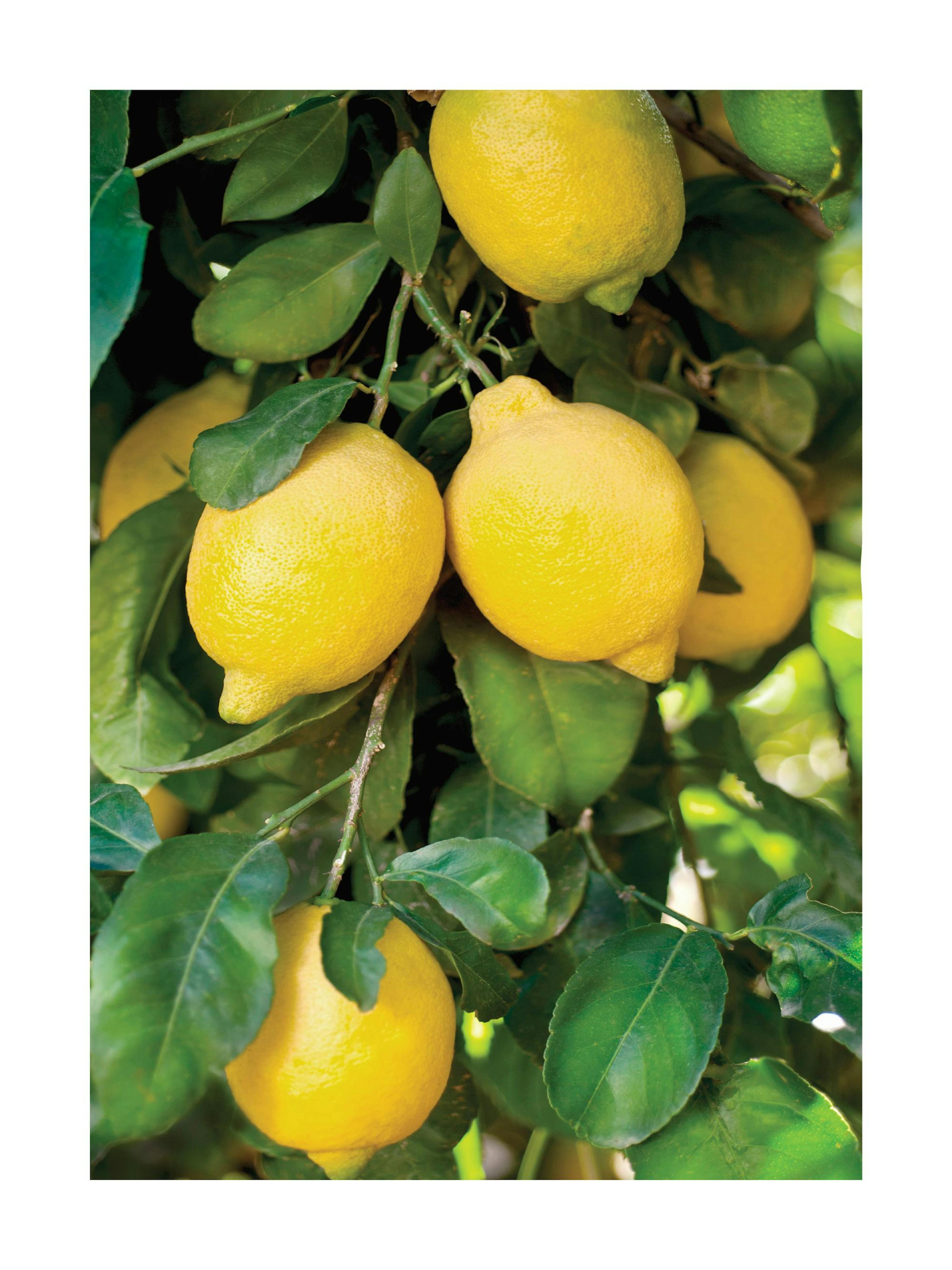 Lemon Tree Poster thumbnail