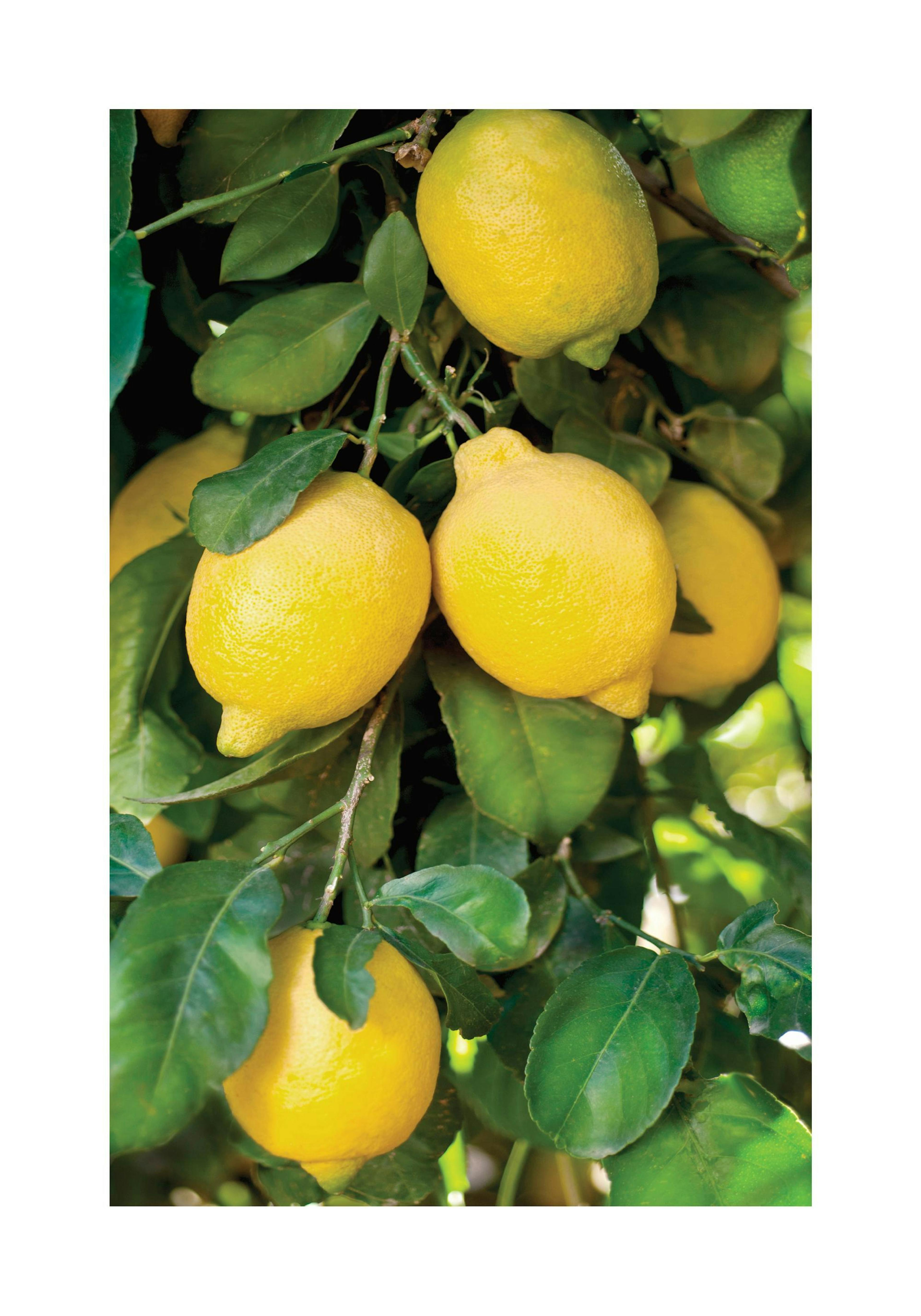 Albero di Limoni Poster thumbnail