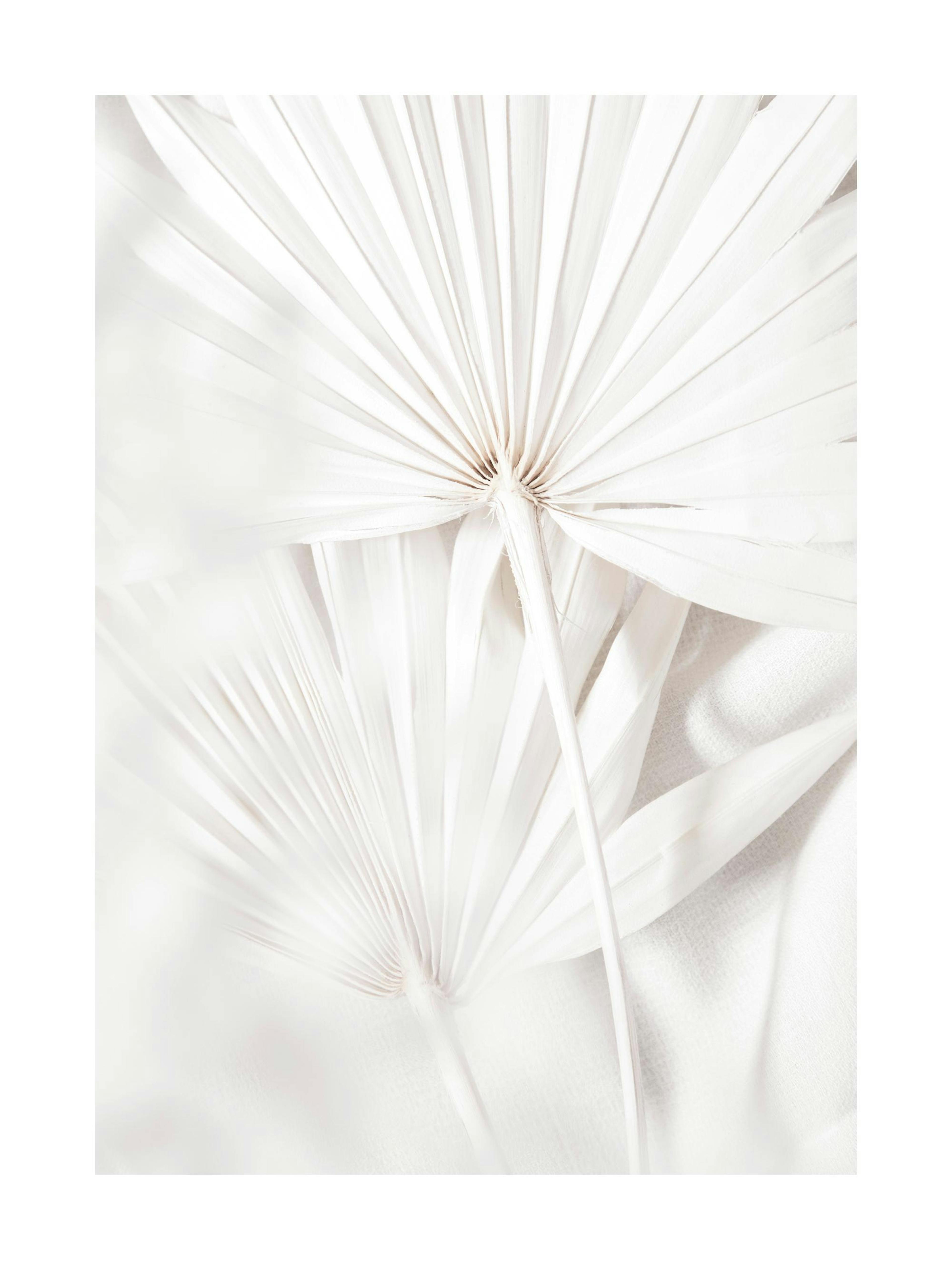 Fan Leaves Poster thumbnail