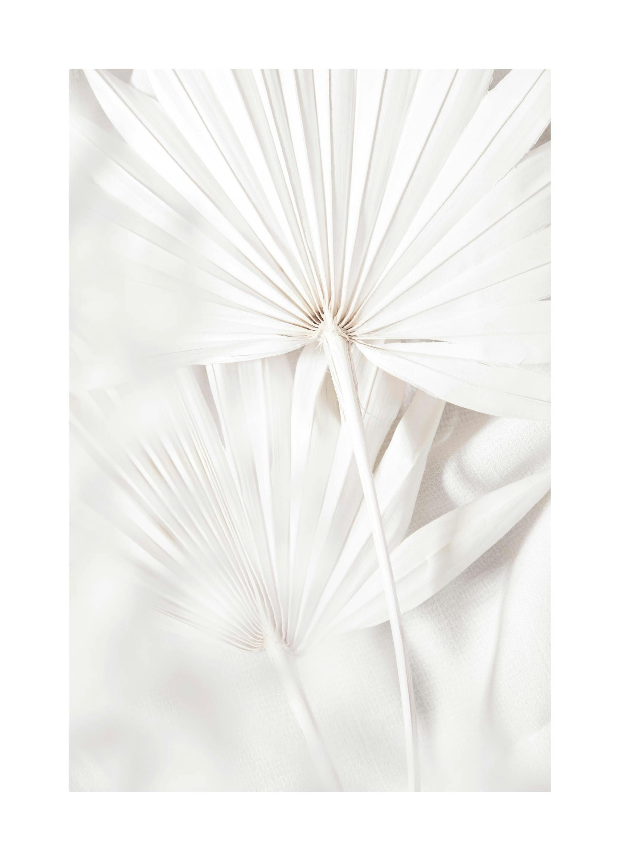 Fan Leaves Poster (30x40 cm) - Poster Store