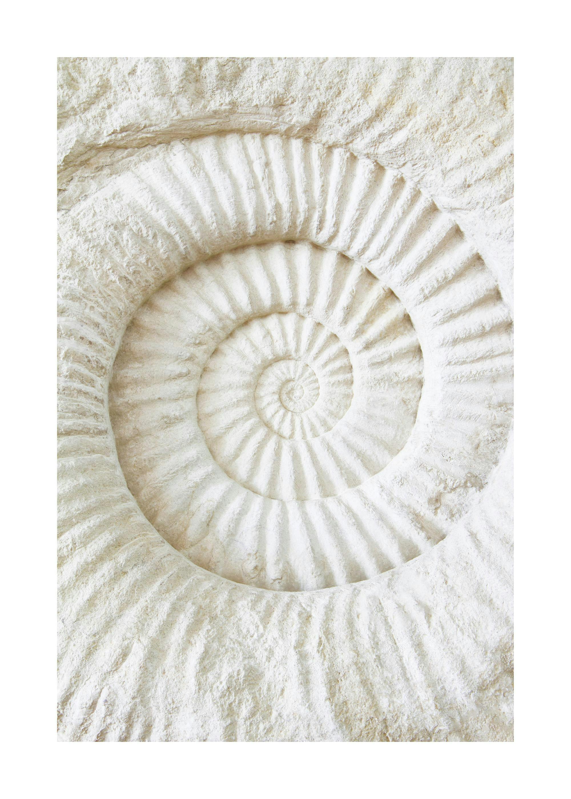 Fossil Stone Poster 0