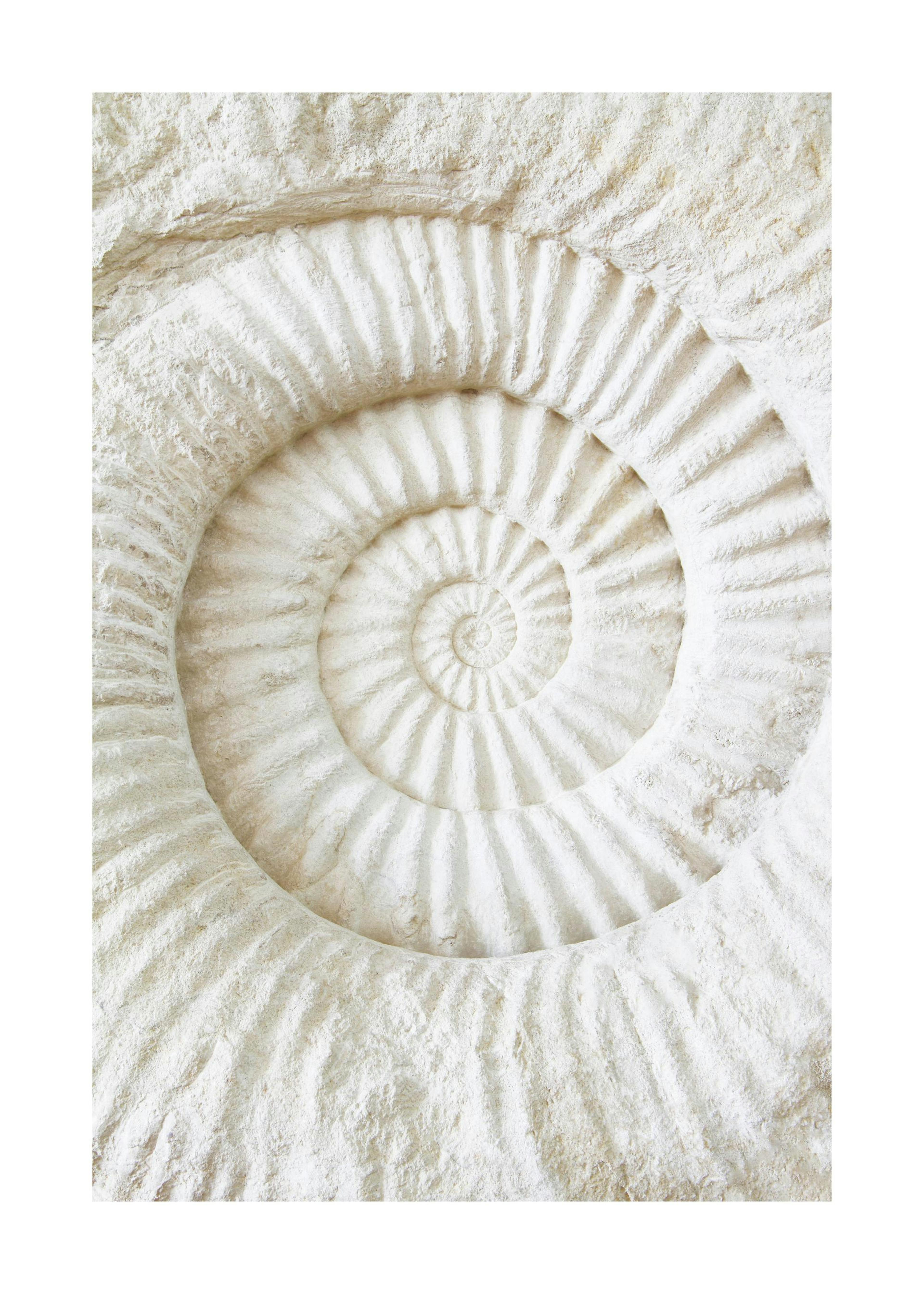 Plakat Fossil Stone 0