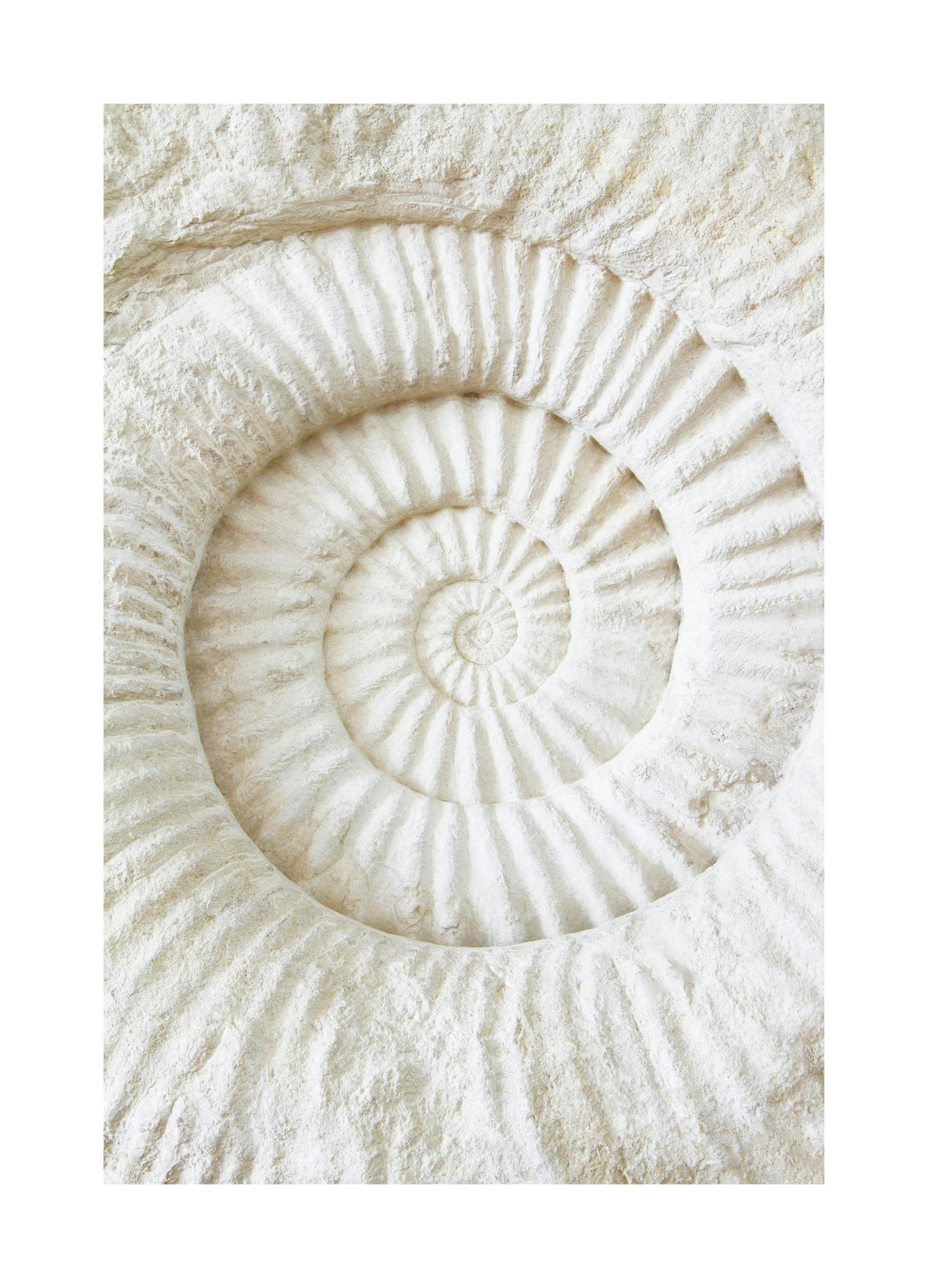 Plakat Fossil Stone (21x30 cm) - Poster Store