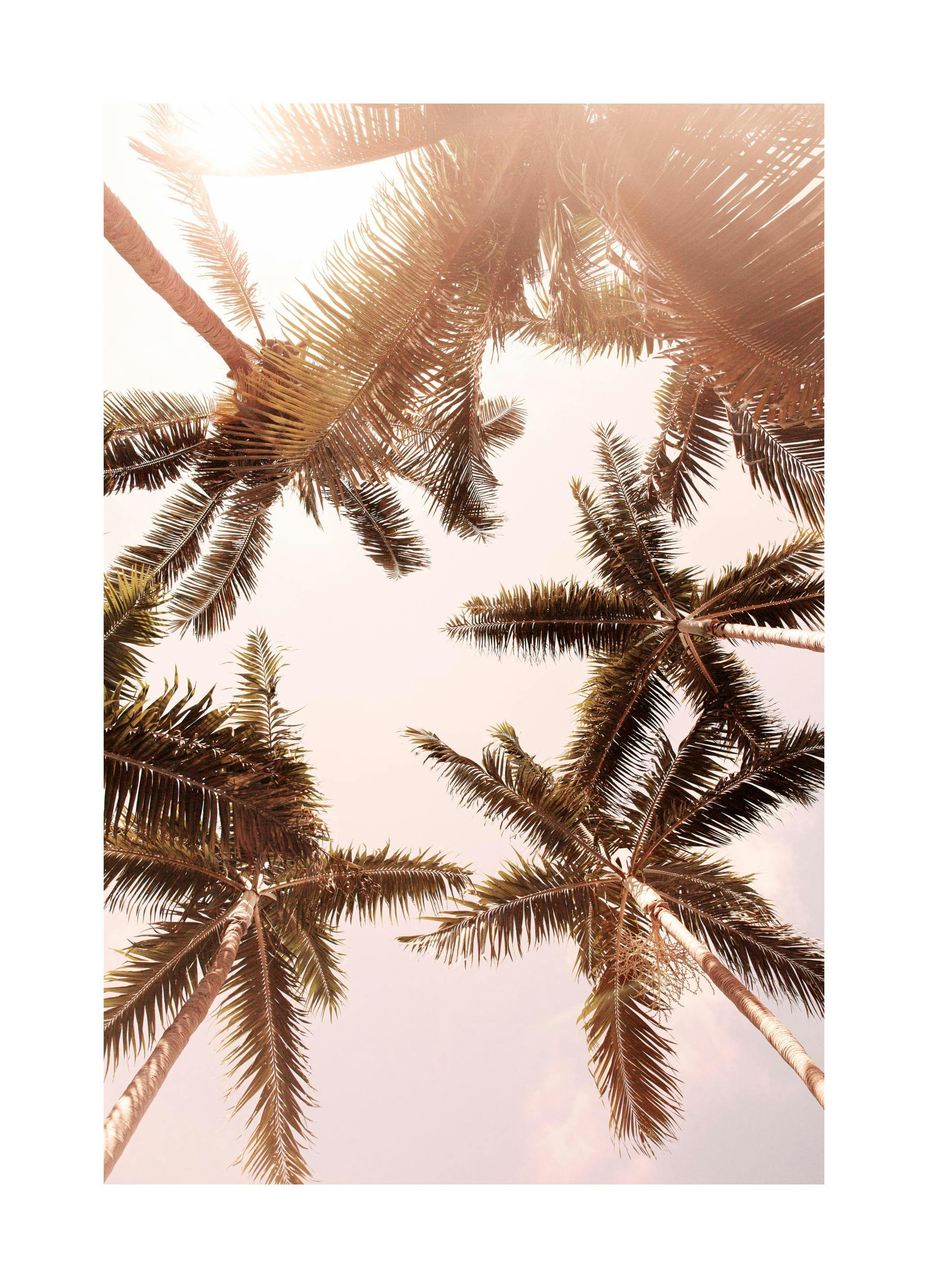 Palmen von unten Poster (50x70 cm) - Poster Store