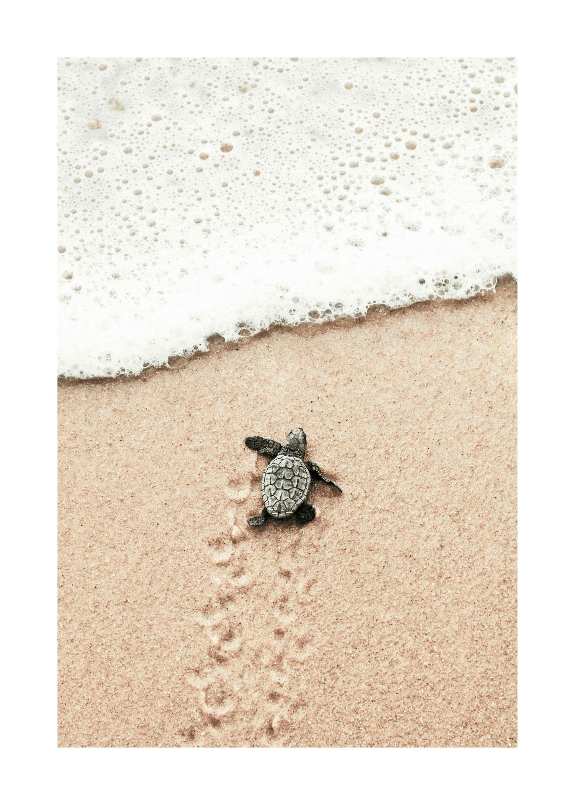 Small Beach Turtle Poster 0