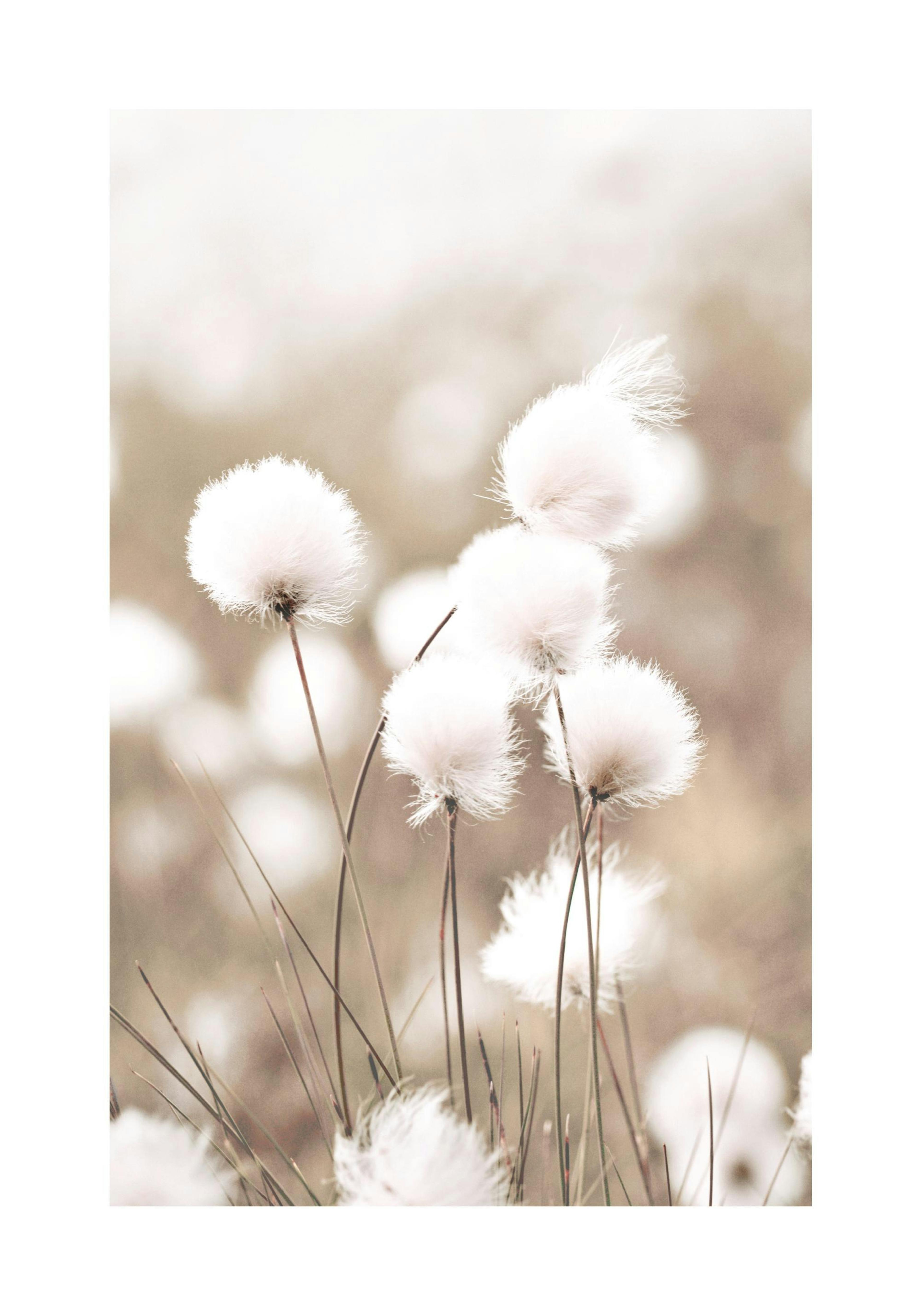Cottongrass Poster thumbnail