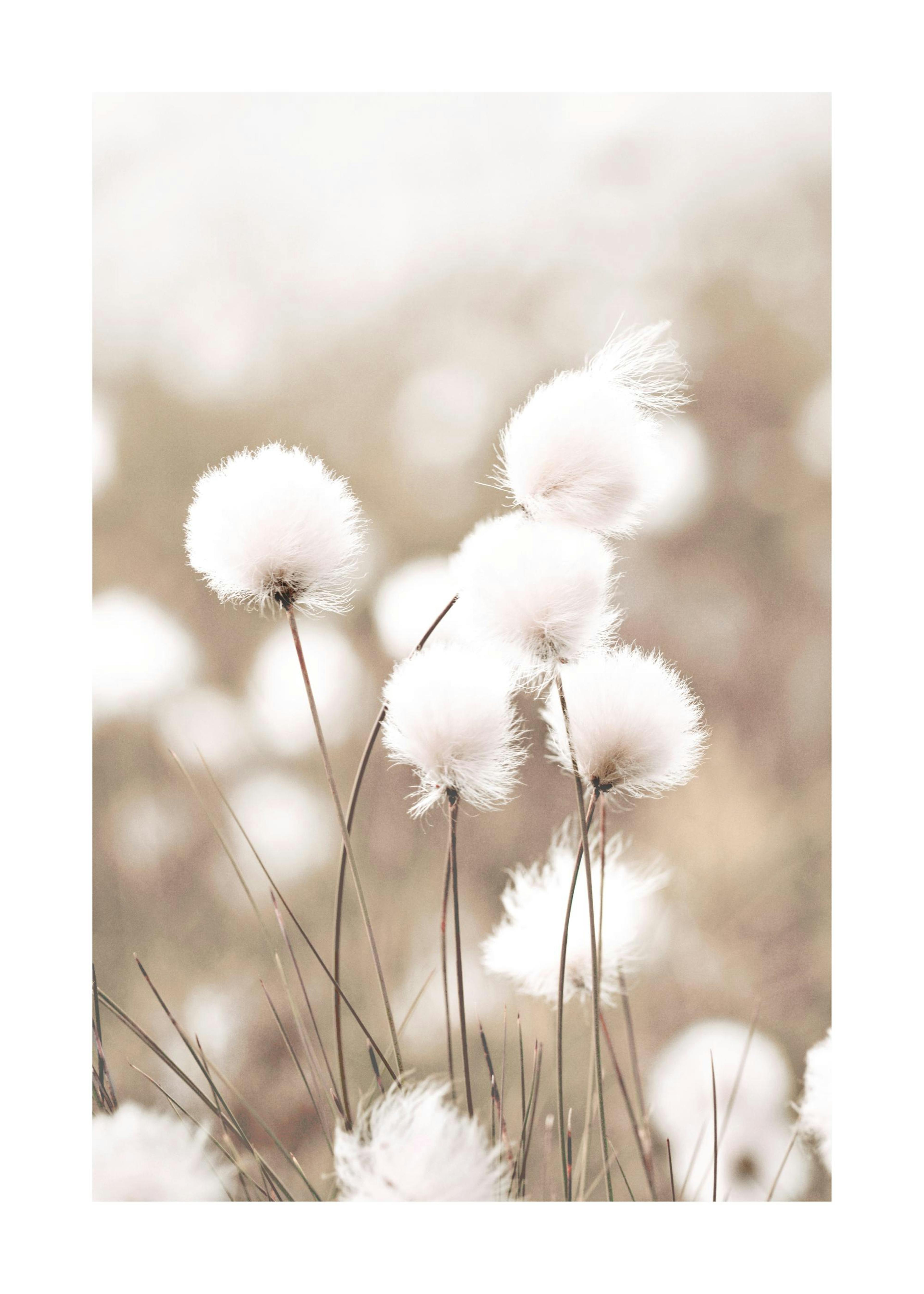 Cottongrass Poster 0