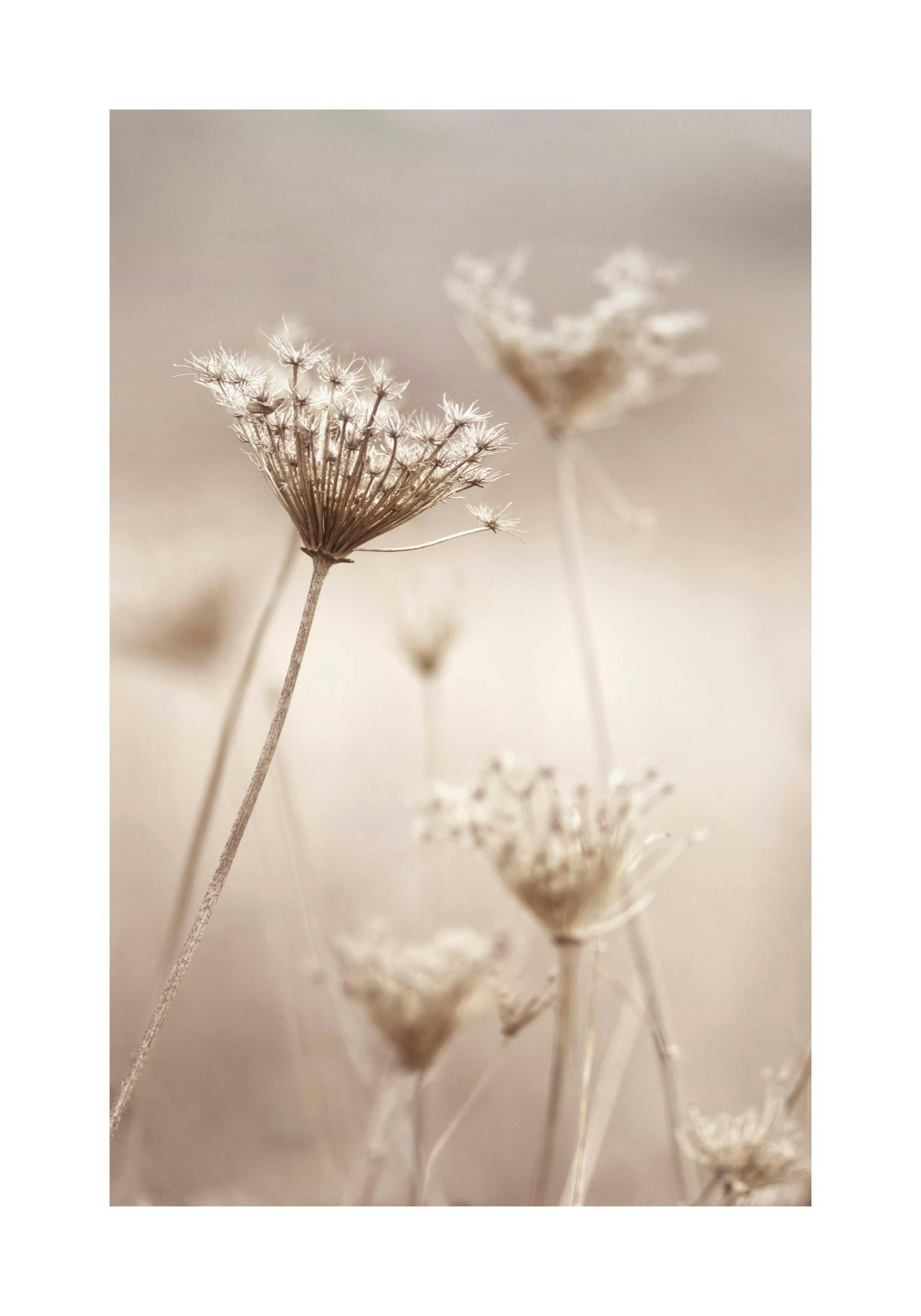 Trockenblumen Poster thumbnail