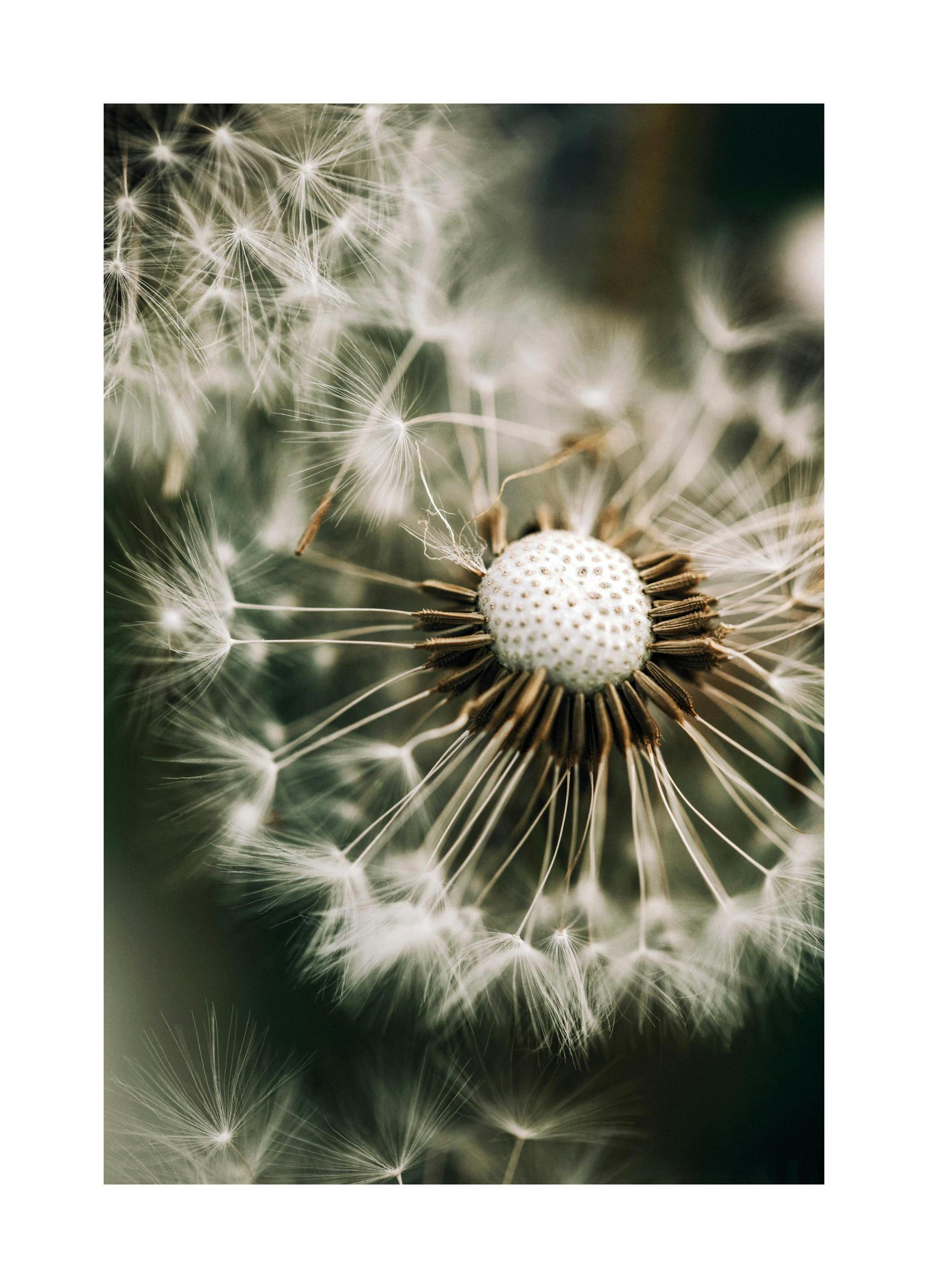 Paardenbloem in Groen Poster (30x40 cm) - Poster Store