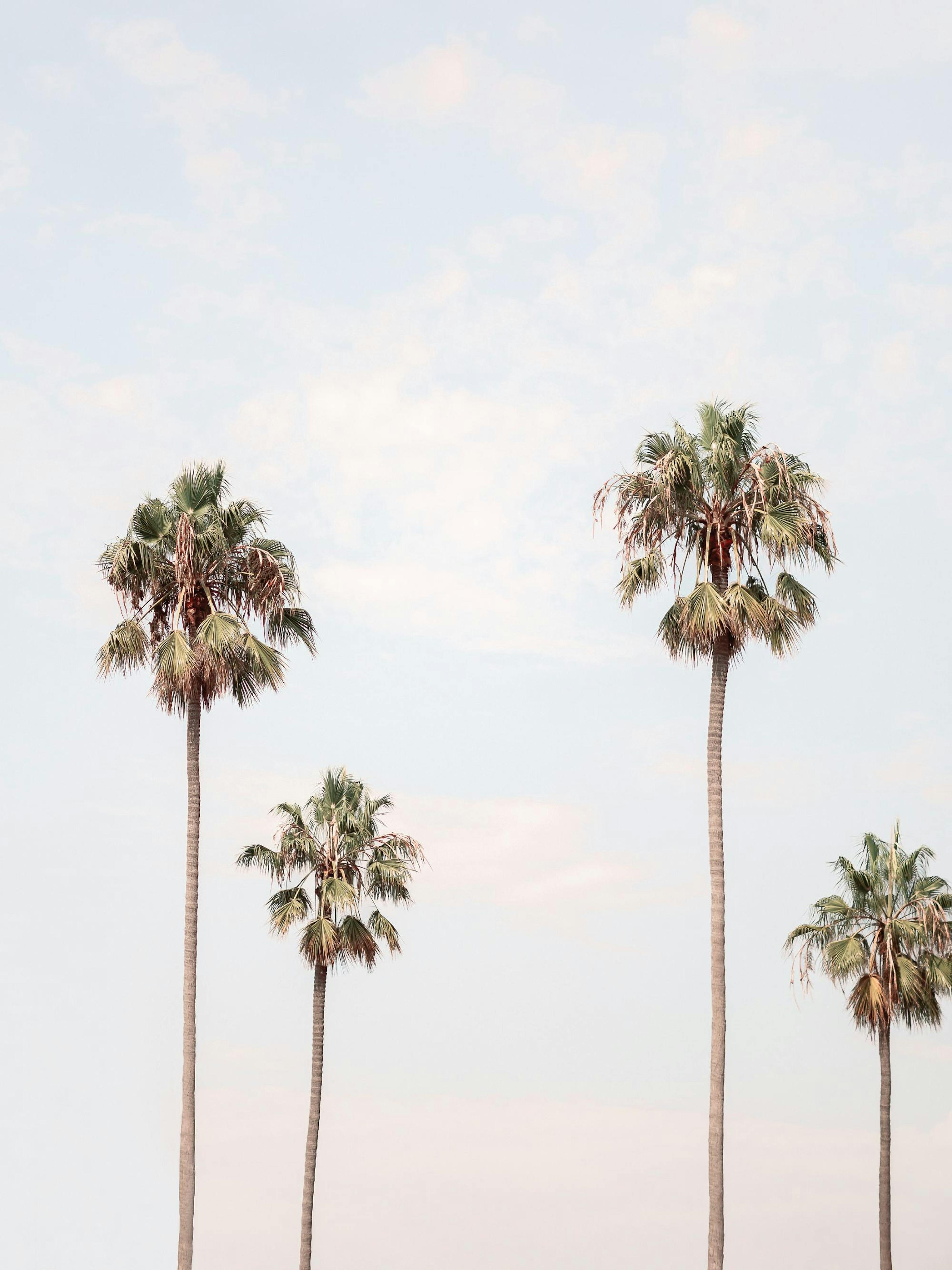 Los Angeles Palms Poster 0