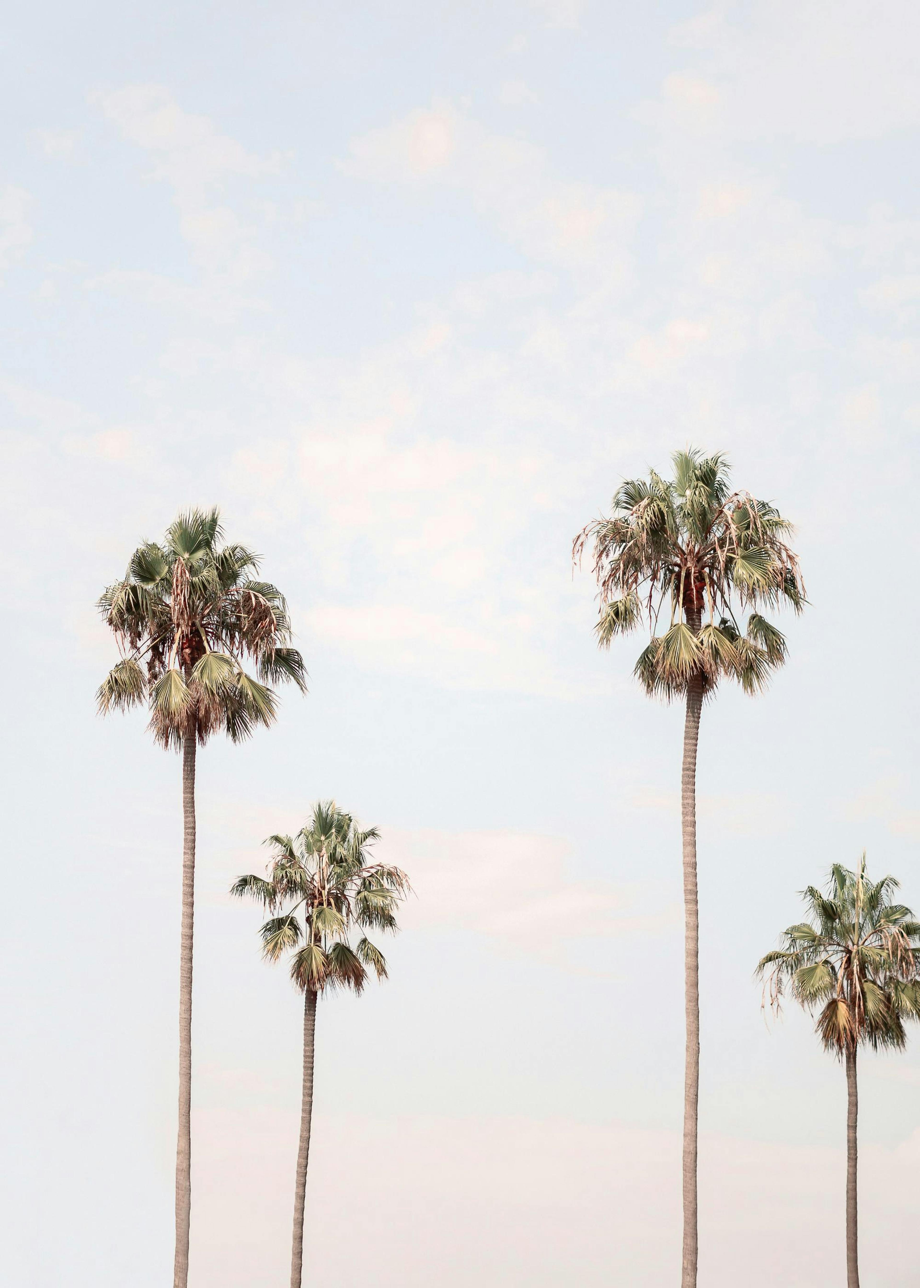 Poster van palmen in Los Angeles 0