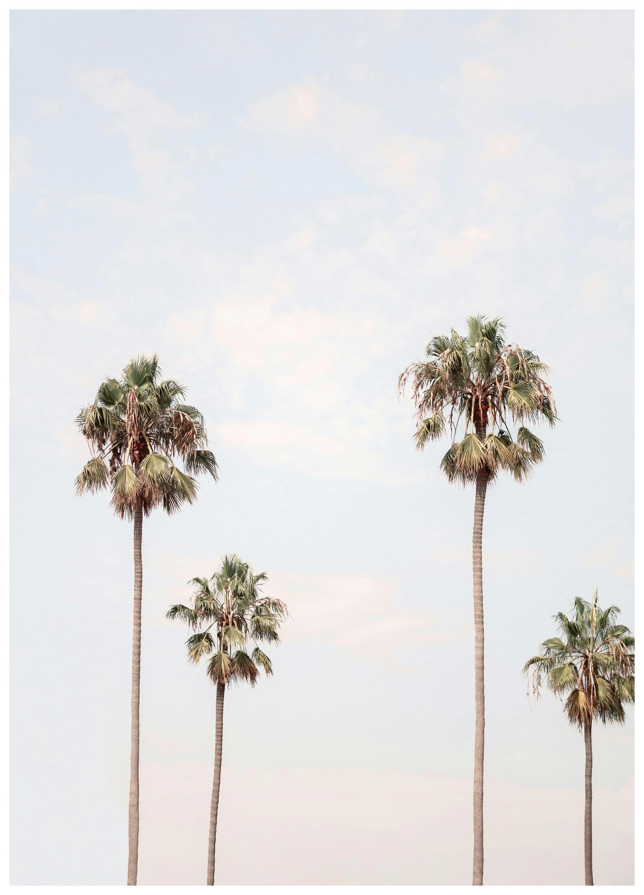 Los Angeles Palms-plakat (21x30 cm) - Poster Store